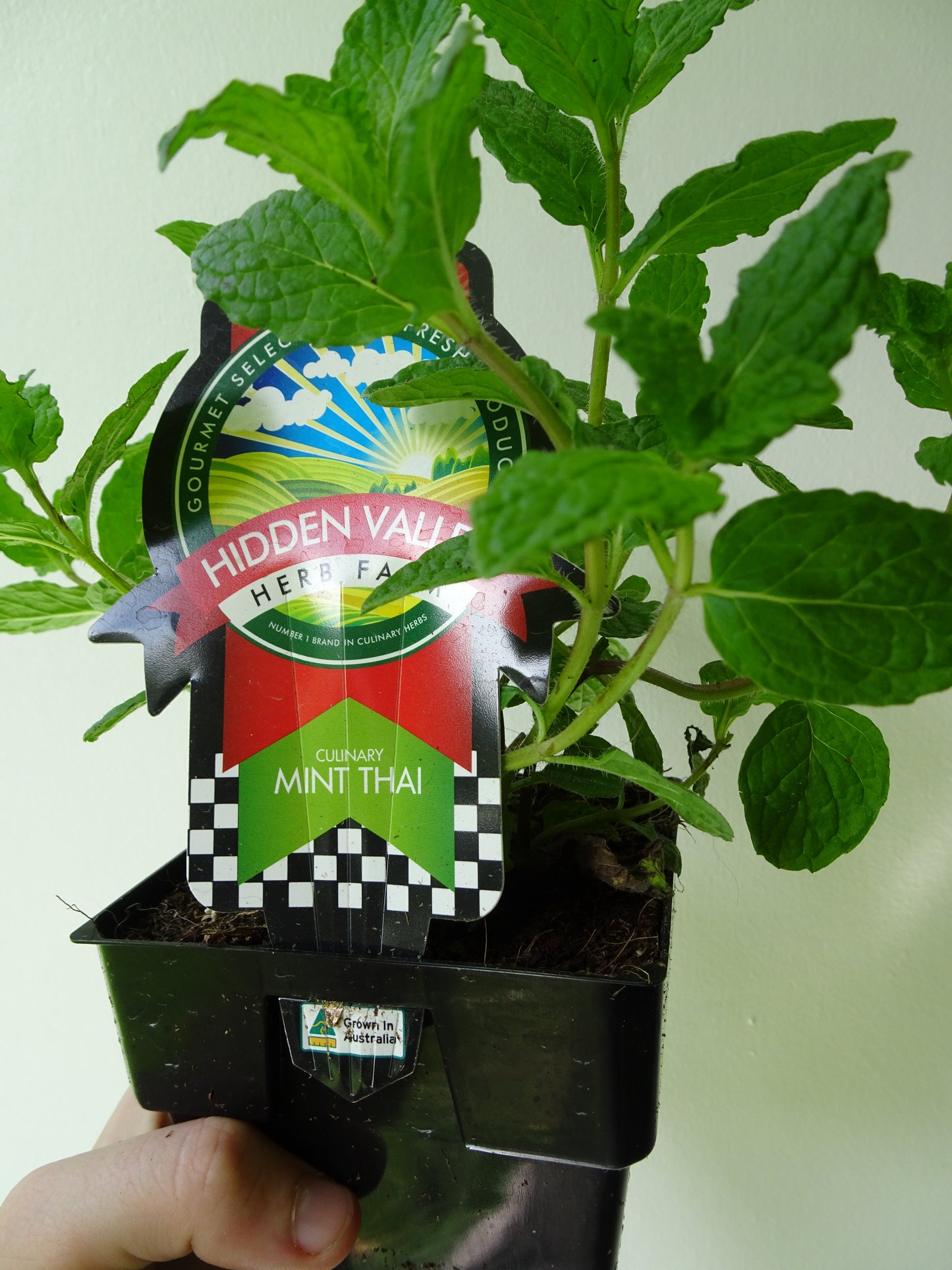 Thai Mint Pot