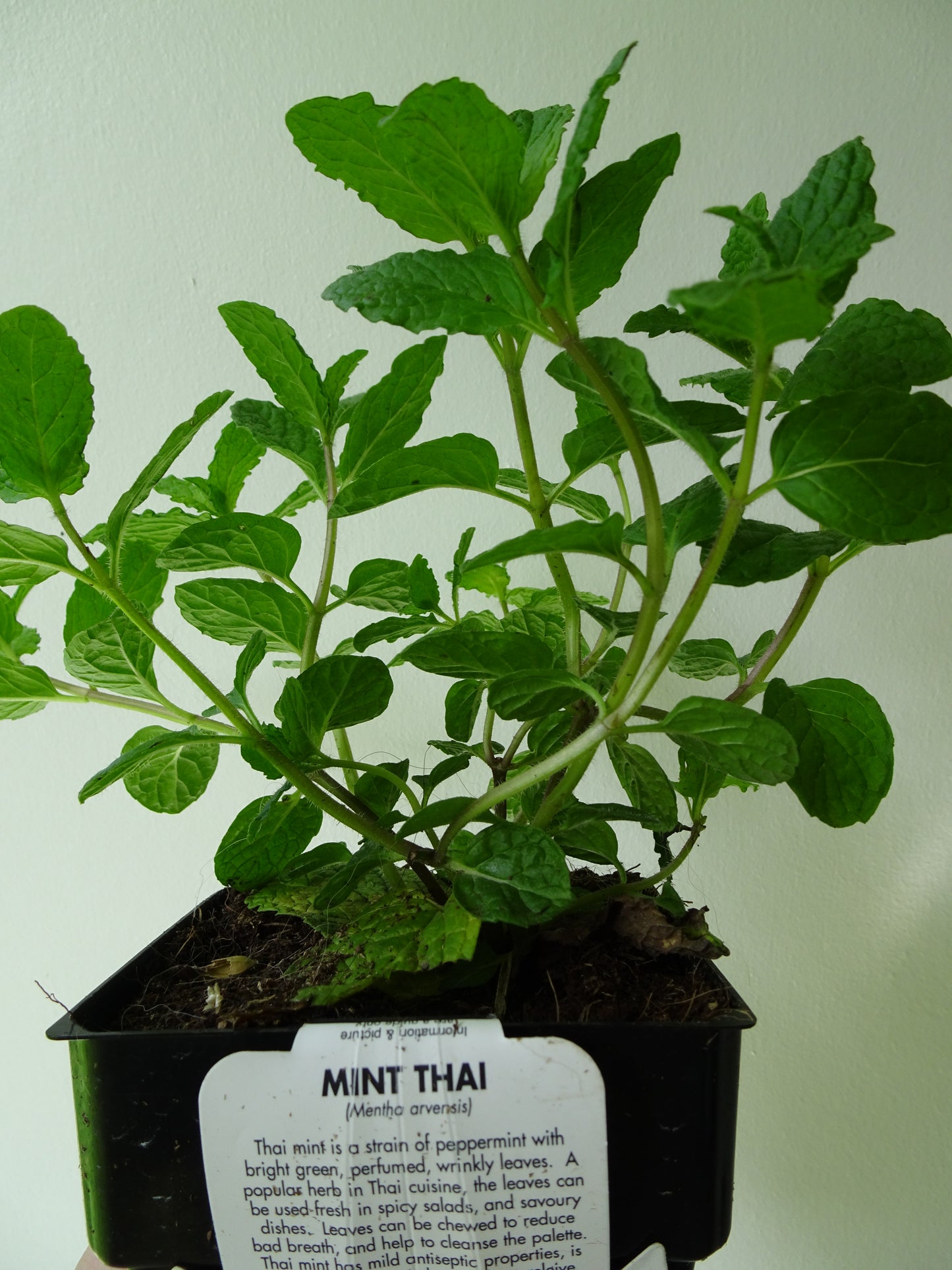 Thai Mint Pot
