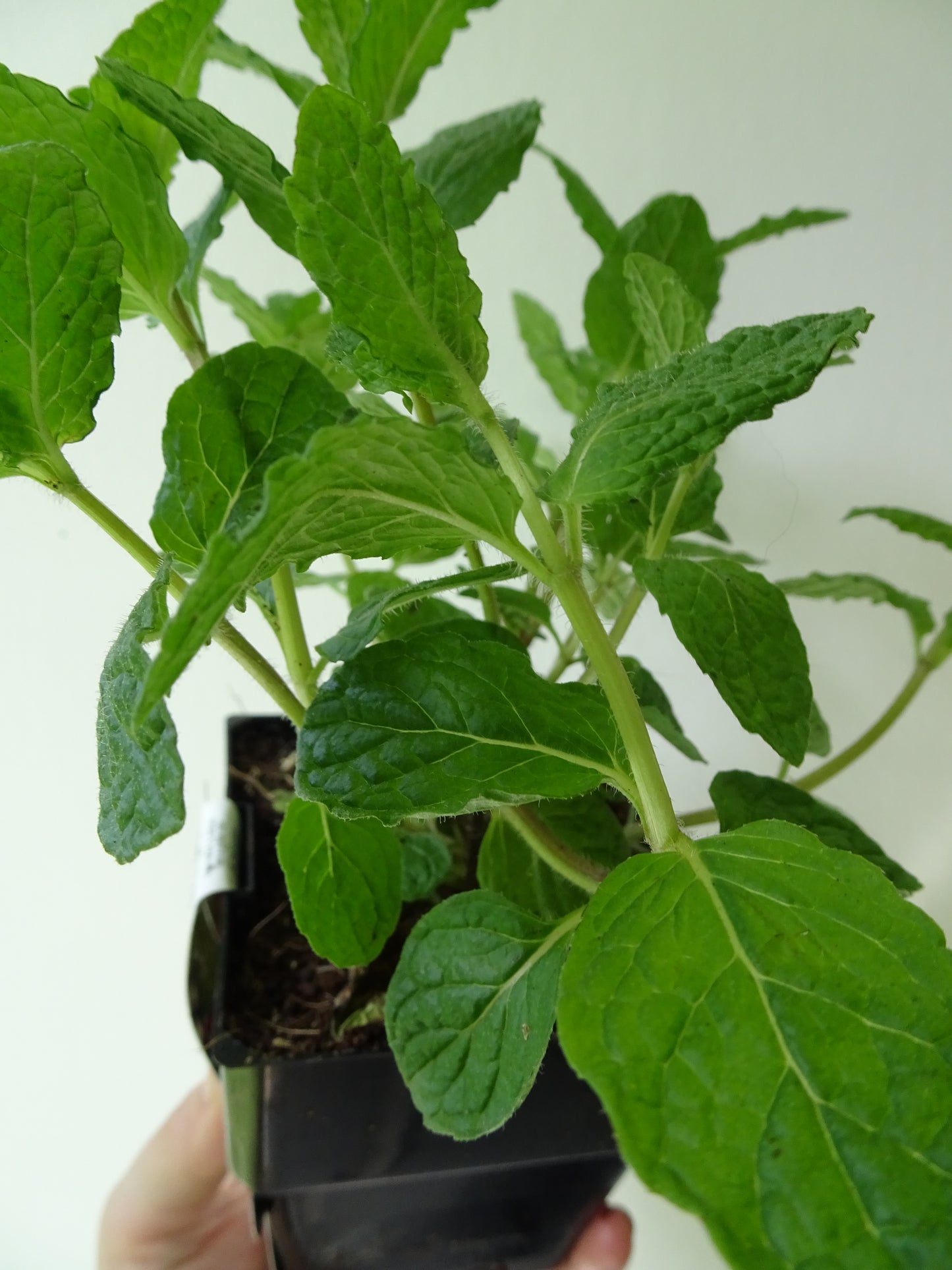 Thai Mint Pot