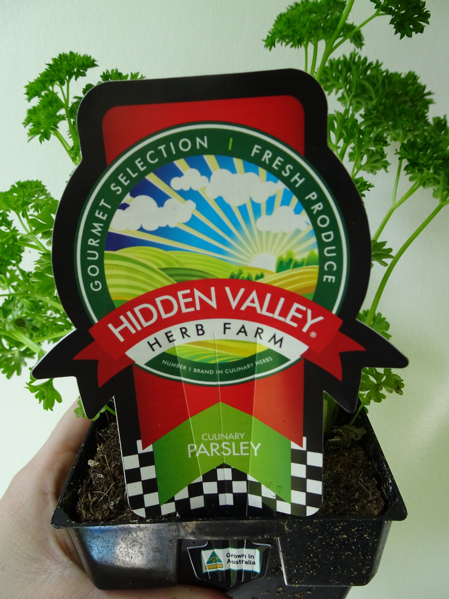 Afro Parsley Pot