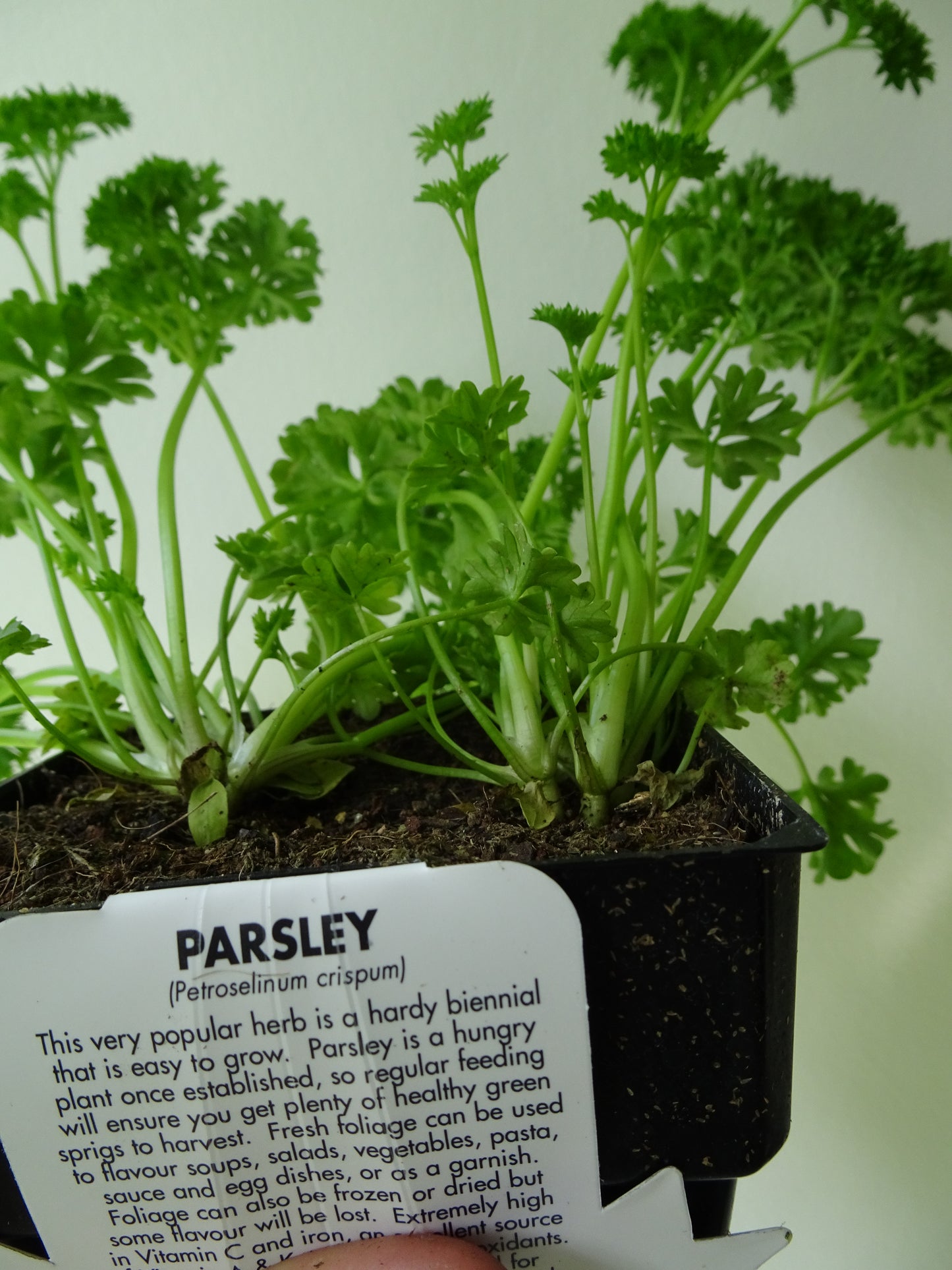 Afro Parsley Pot