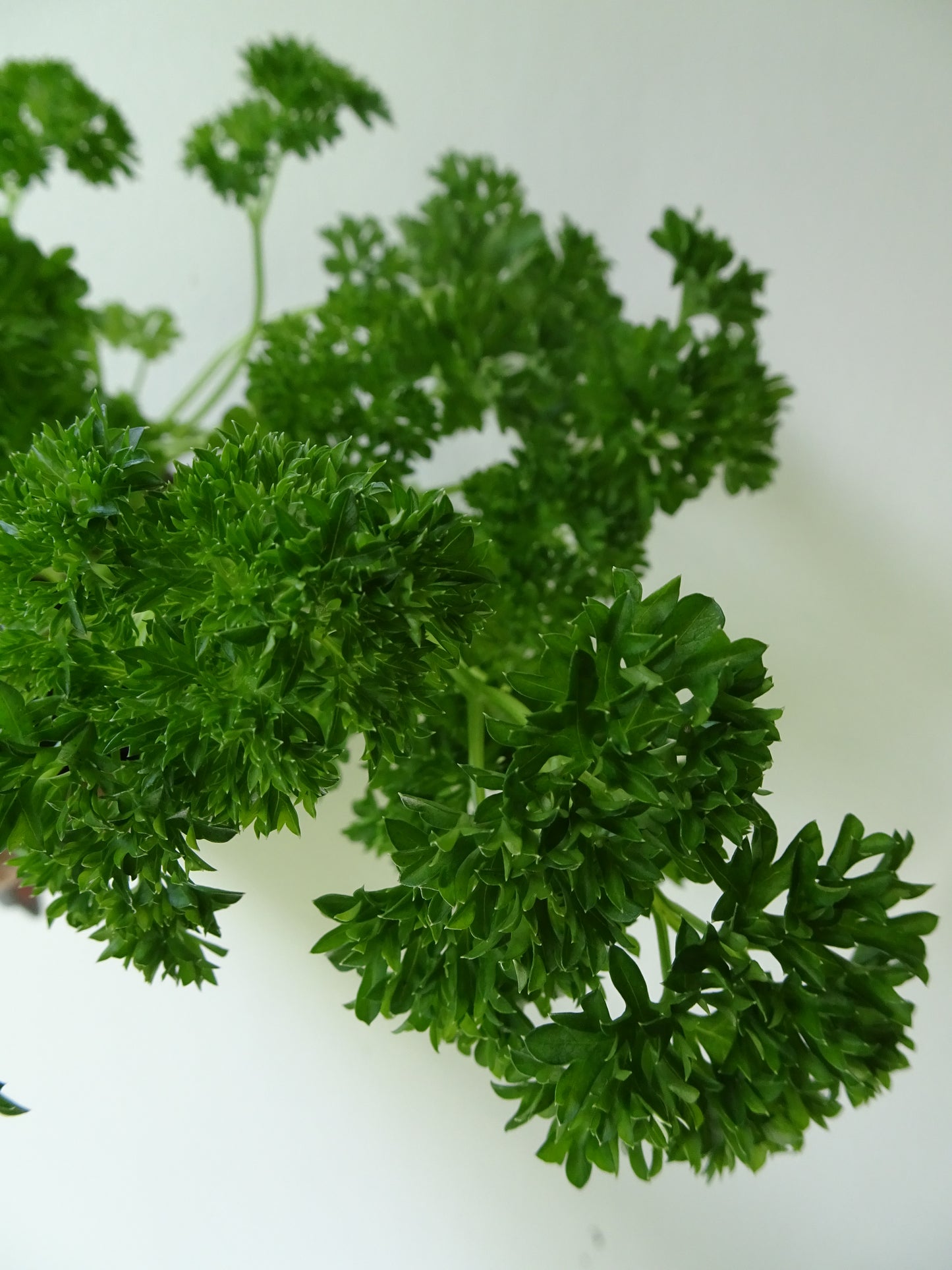 Afro Parsley Pot