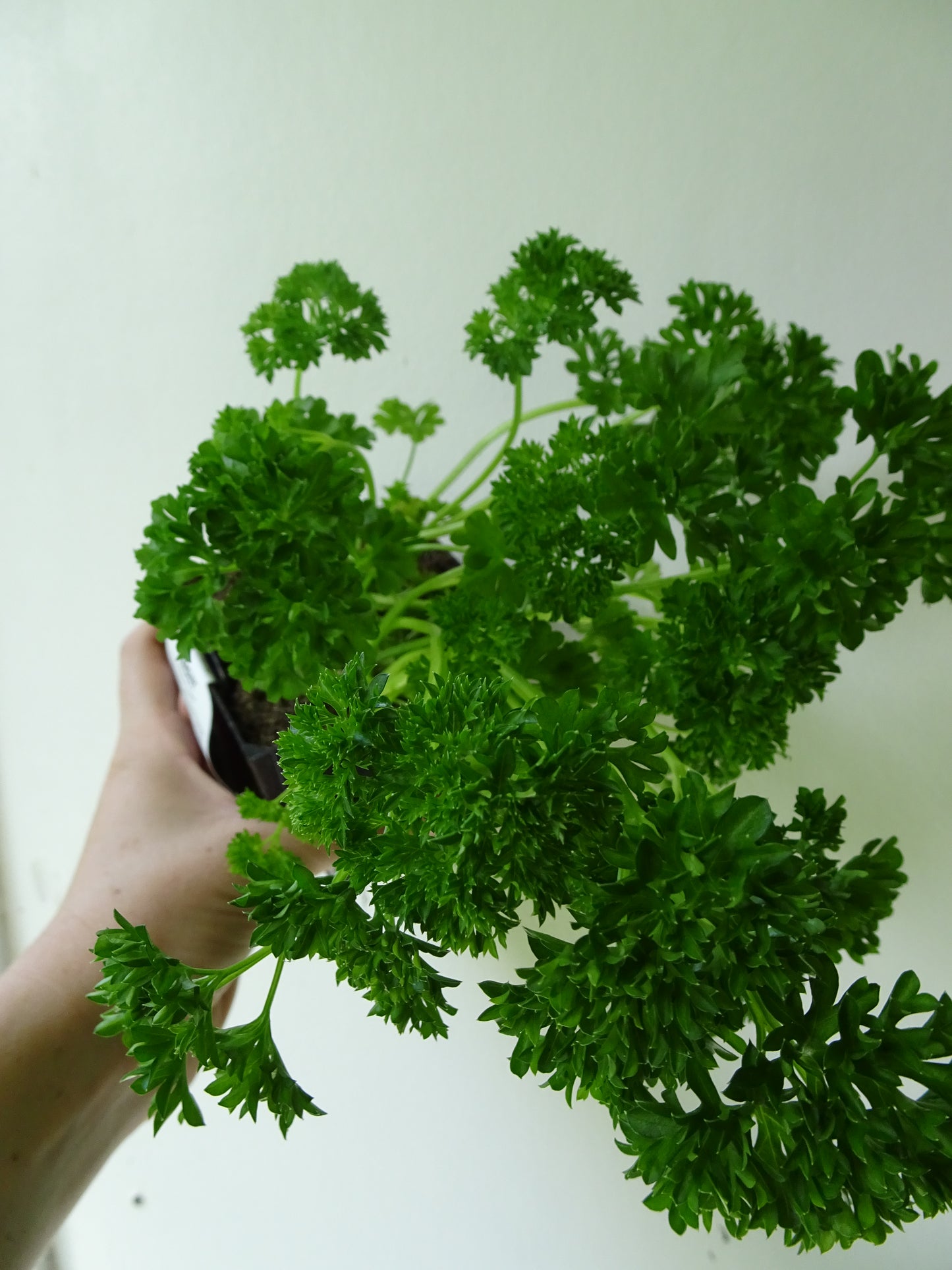 Afro Parsley Pot