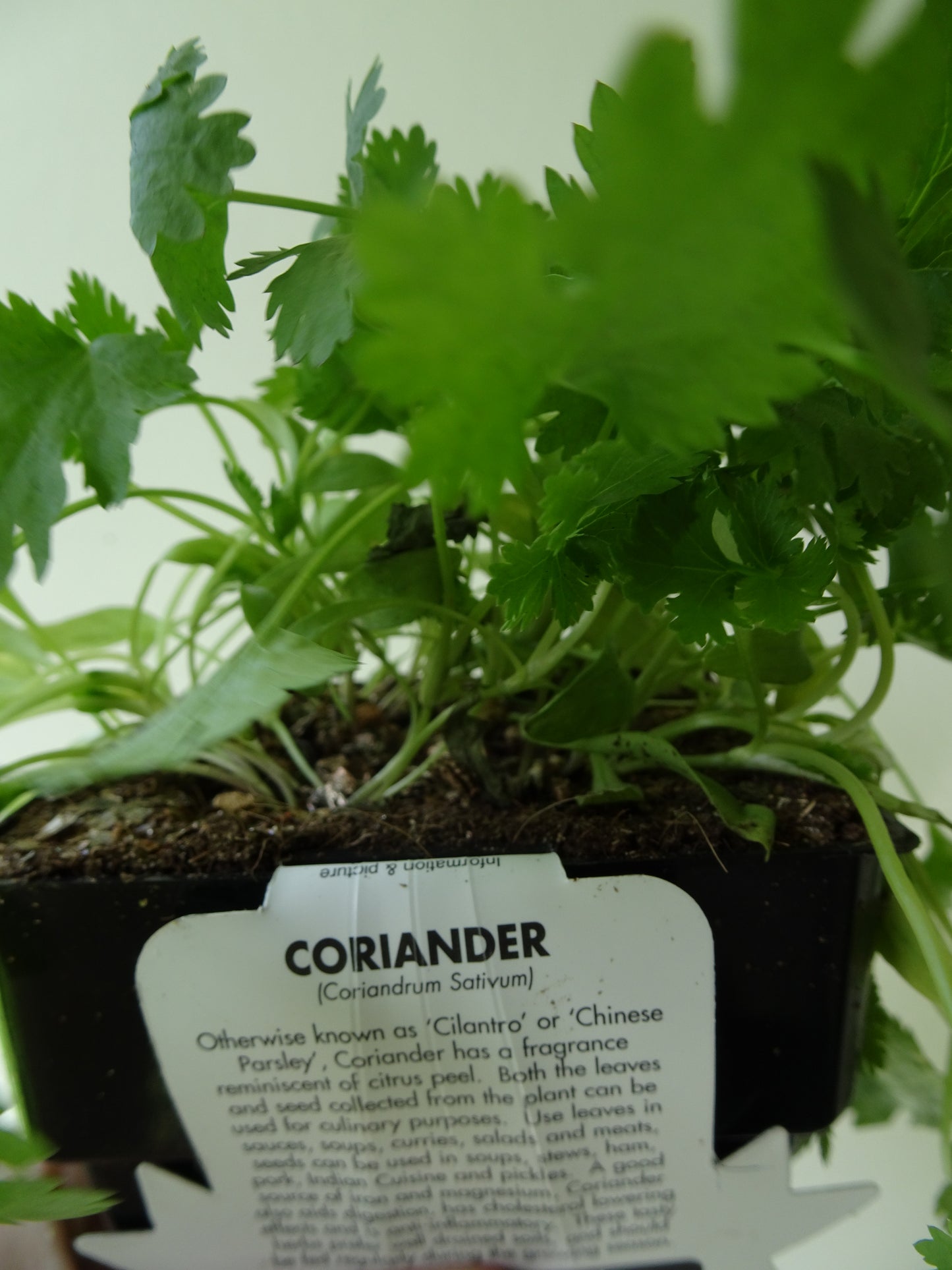 Coriander Pot