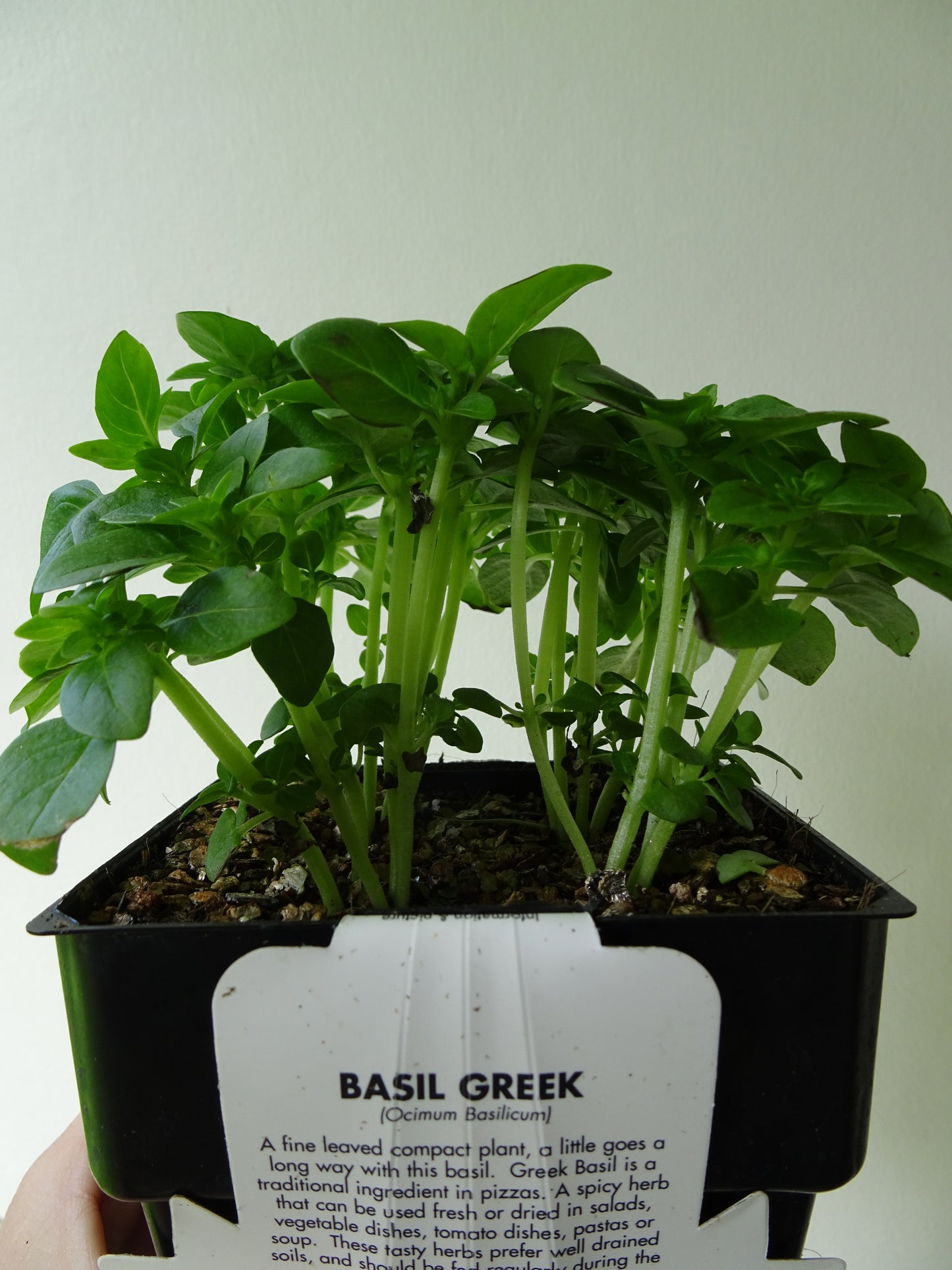 Greek Basil Pot