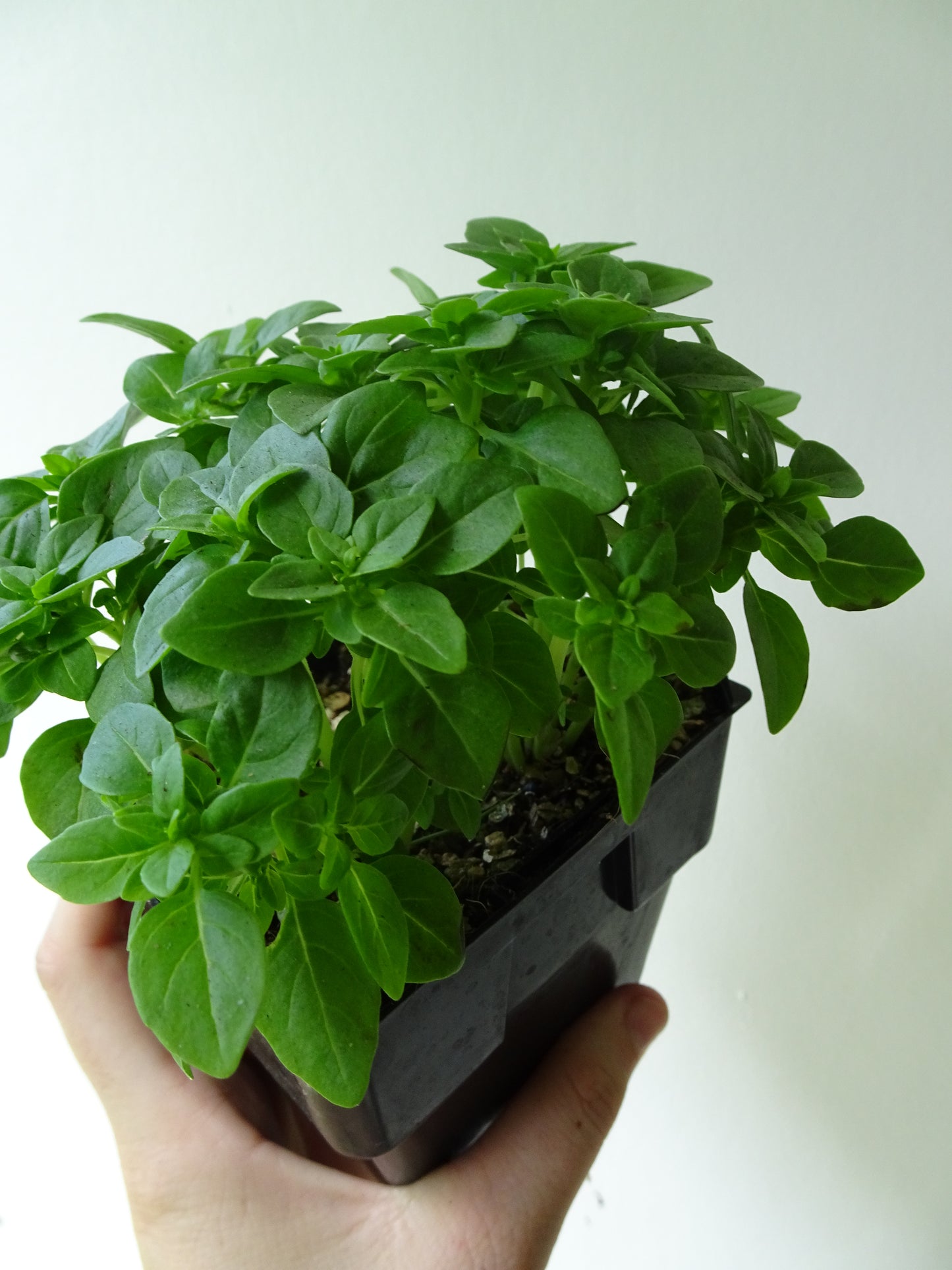 Greek Basil Pot