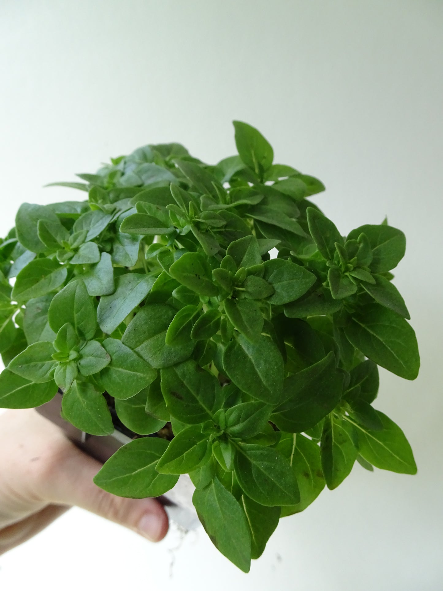 Greek Basil Pot