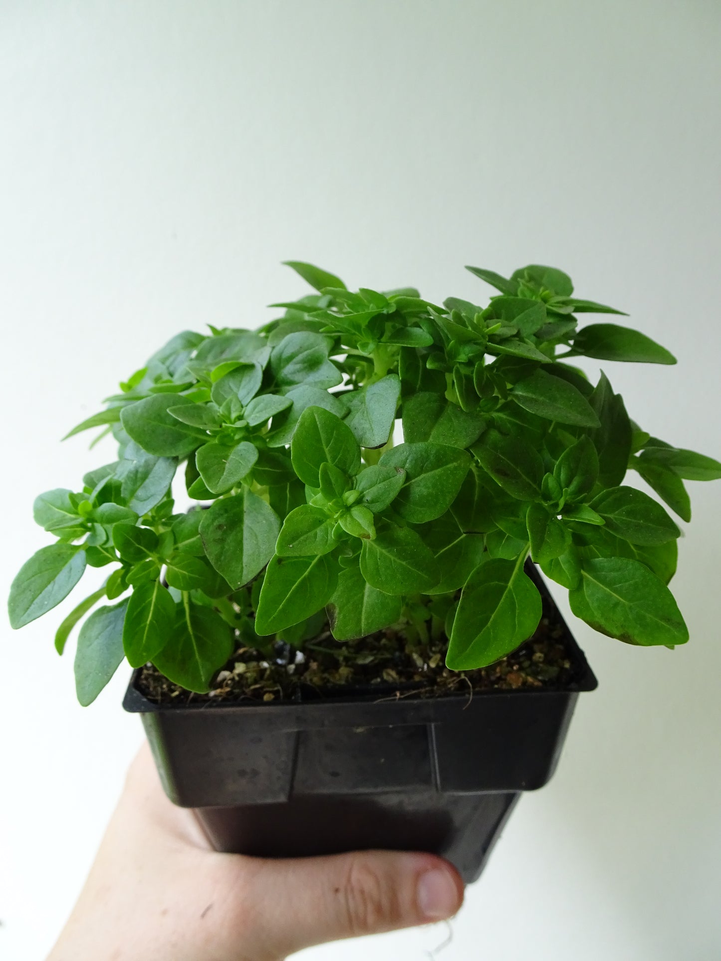 Greek Basil Pot