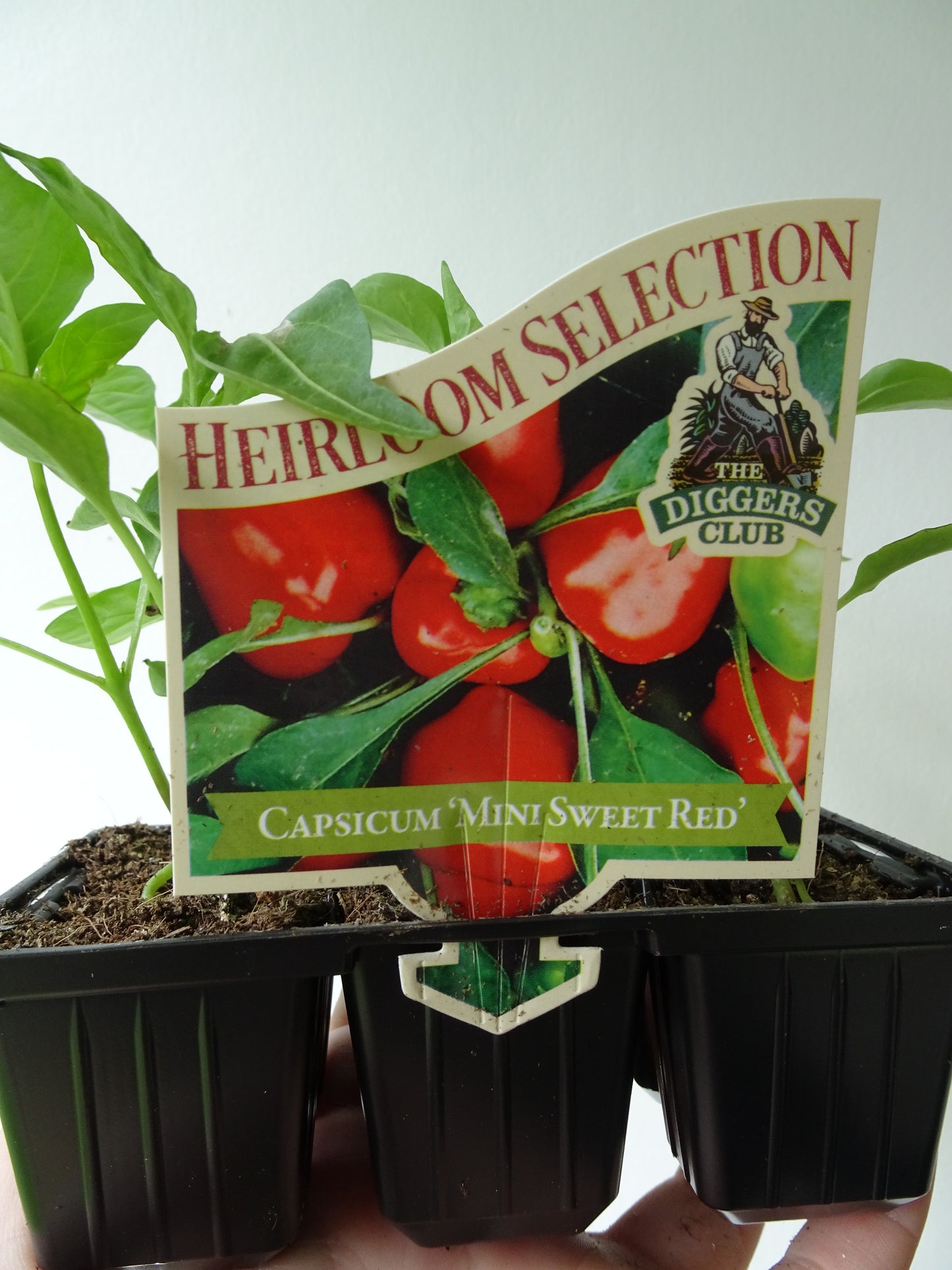 Heirloom Sweet Red Capsicum (6)