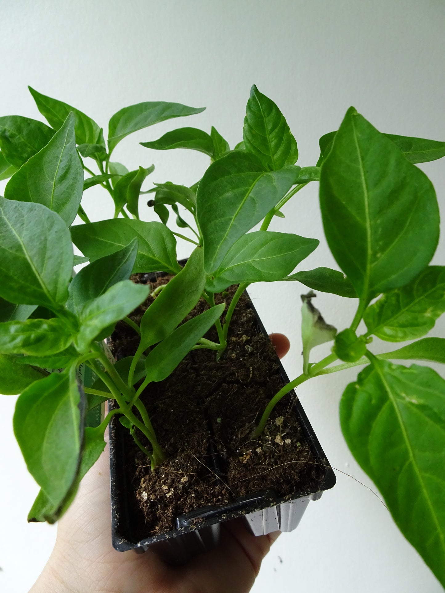 Heirloom Sweet Red Capsicum (6)