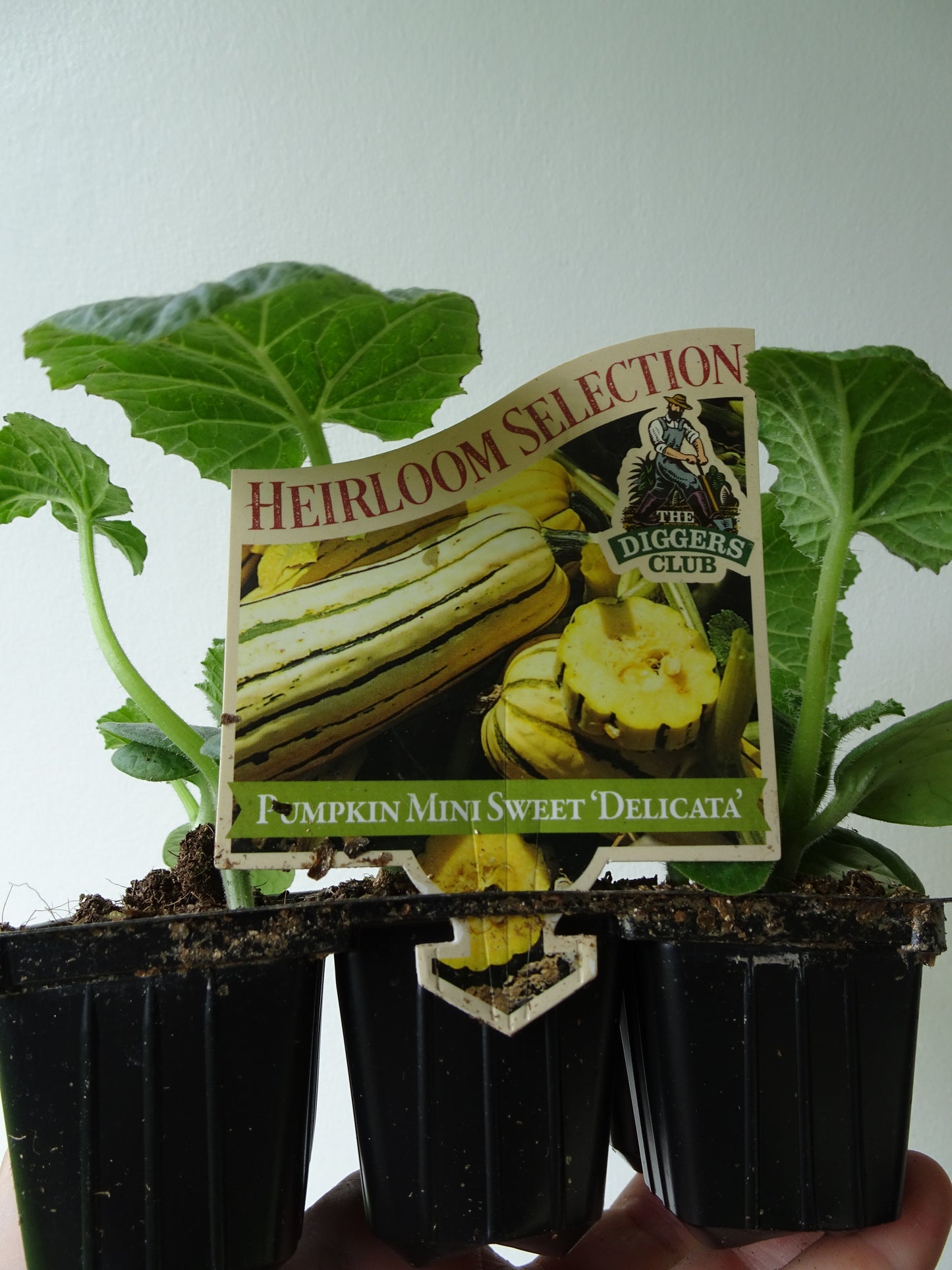 Heirloom Pumpkin Delicata (6)