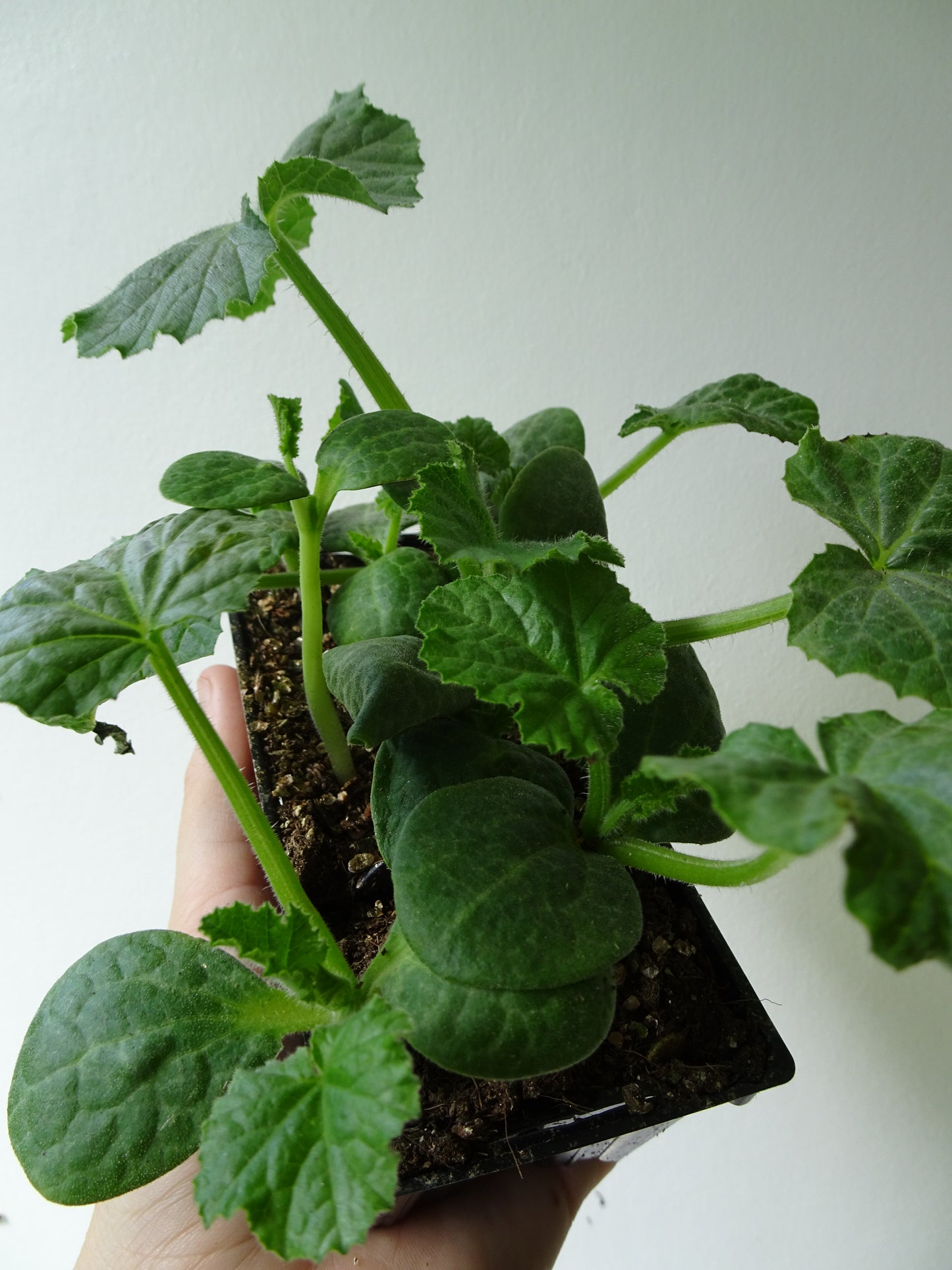 Heirloom Pumpkin Delicata (6)