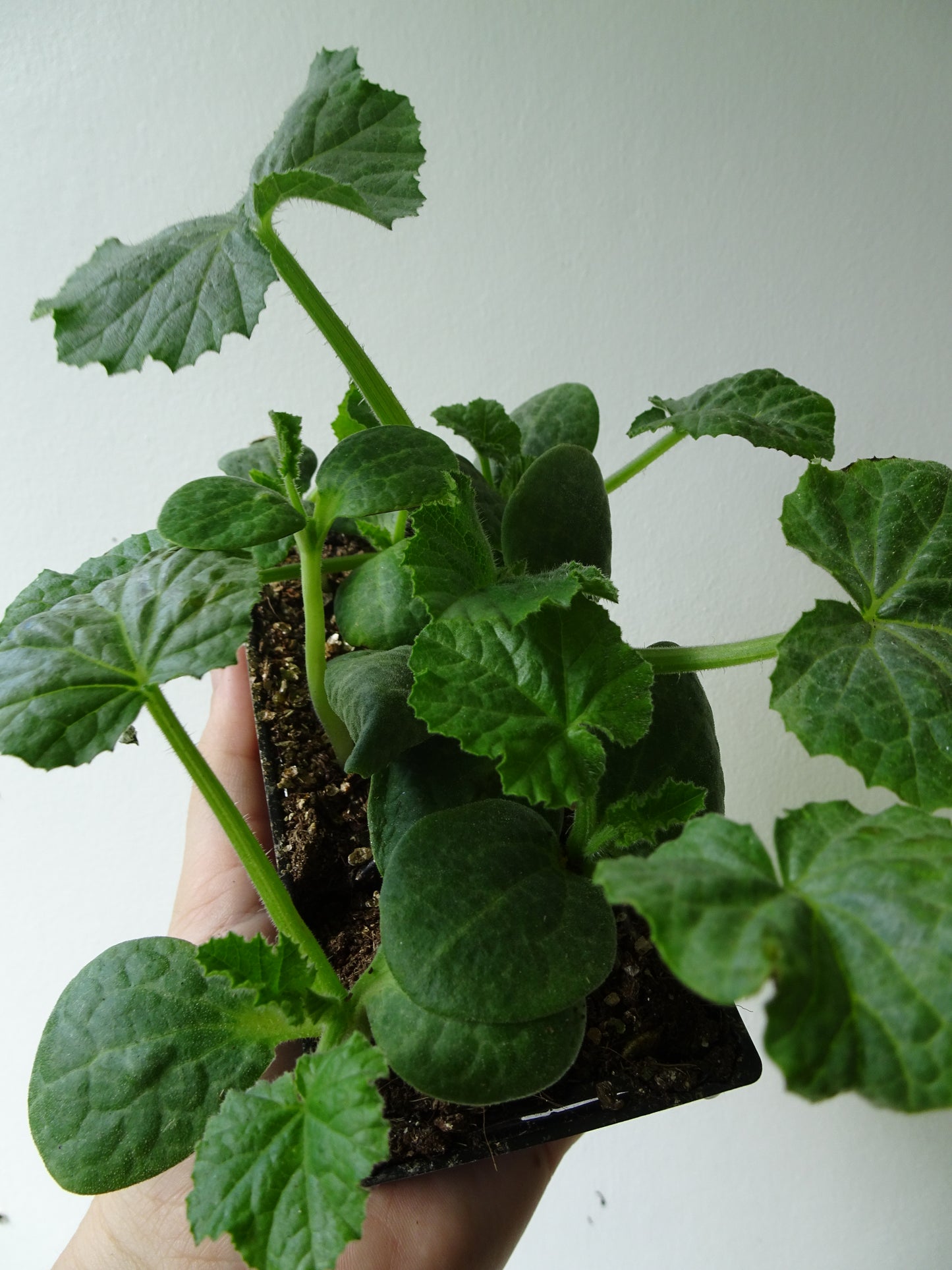 Heirloom Pumpkin Delicata (6)