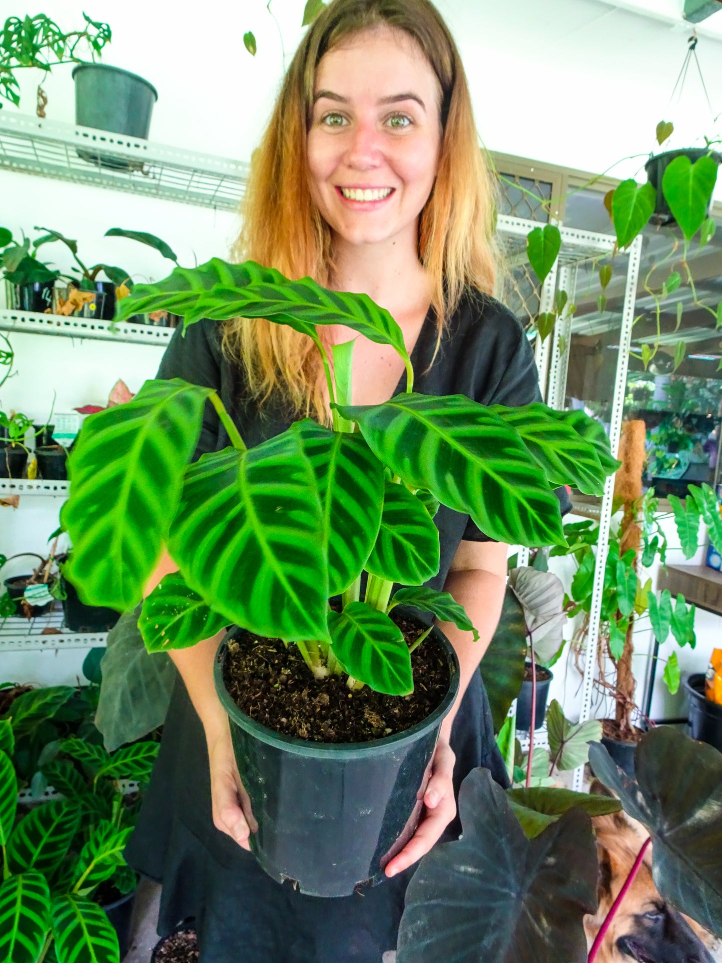 Calathea Zebrina
