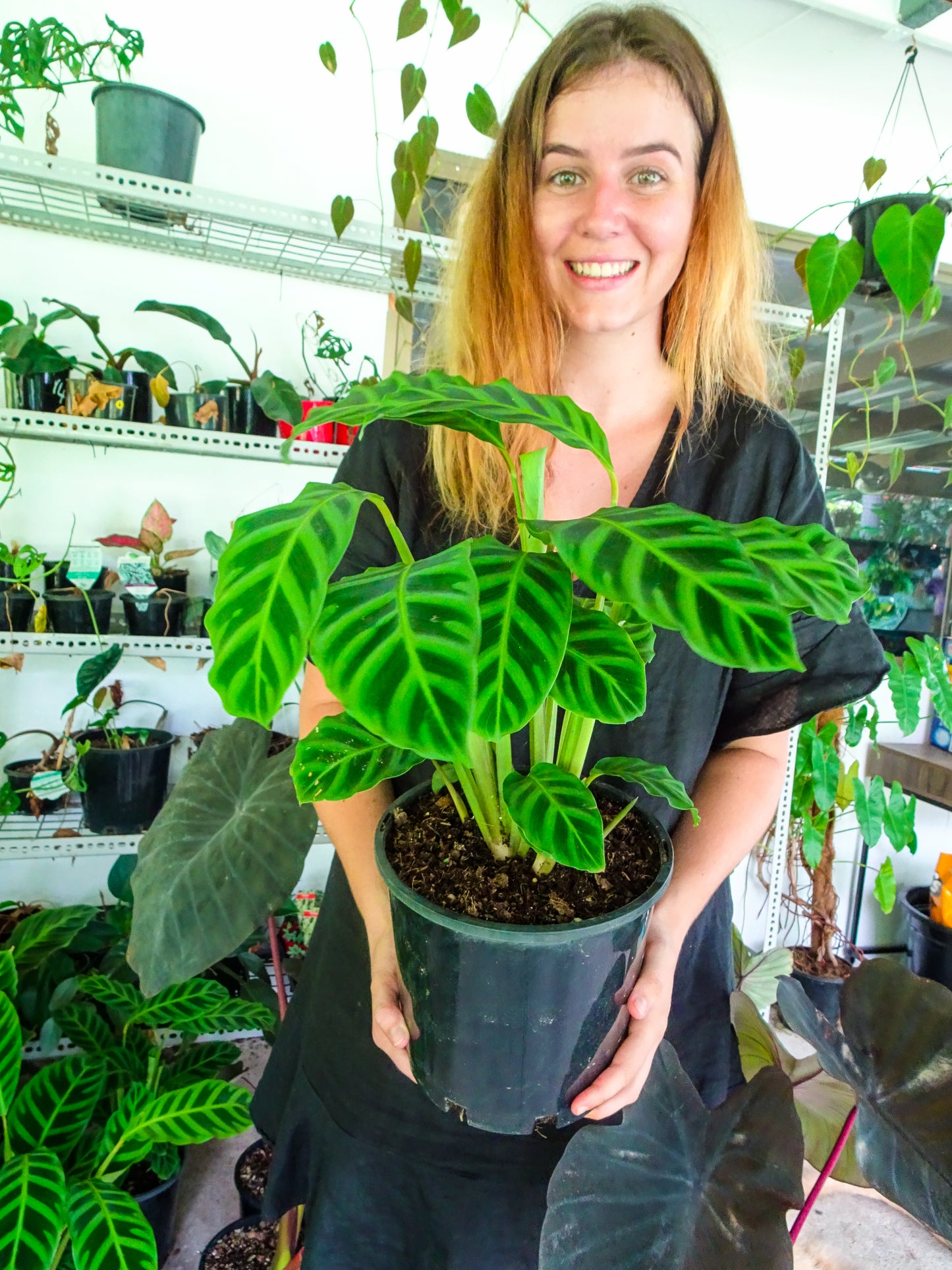 Calathea Zebrina