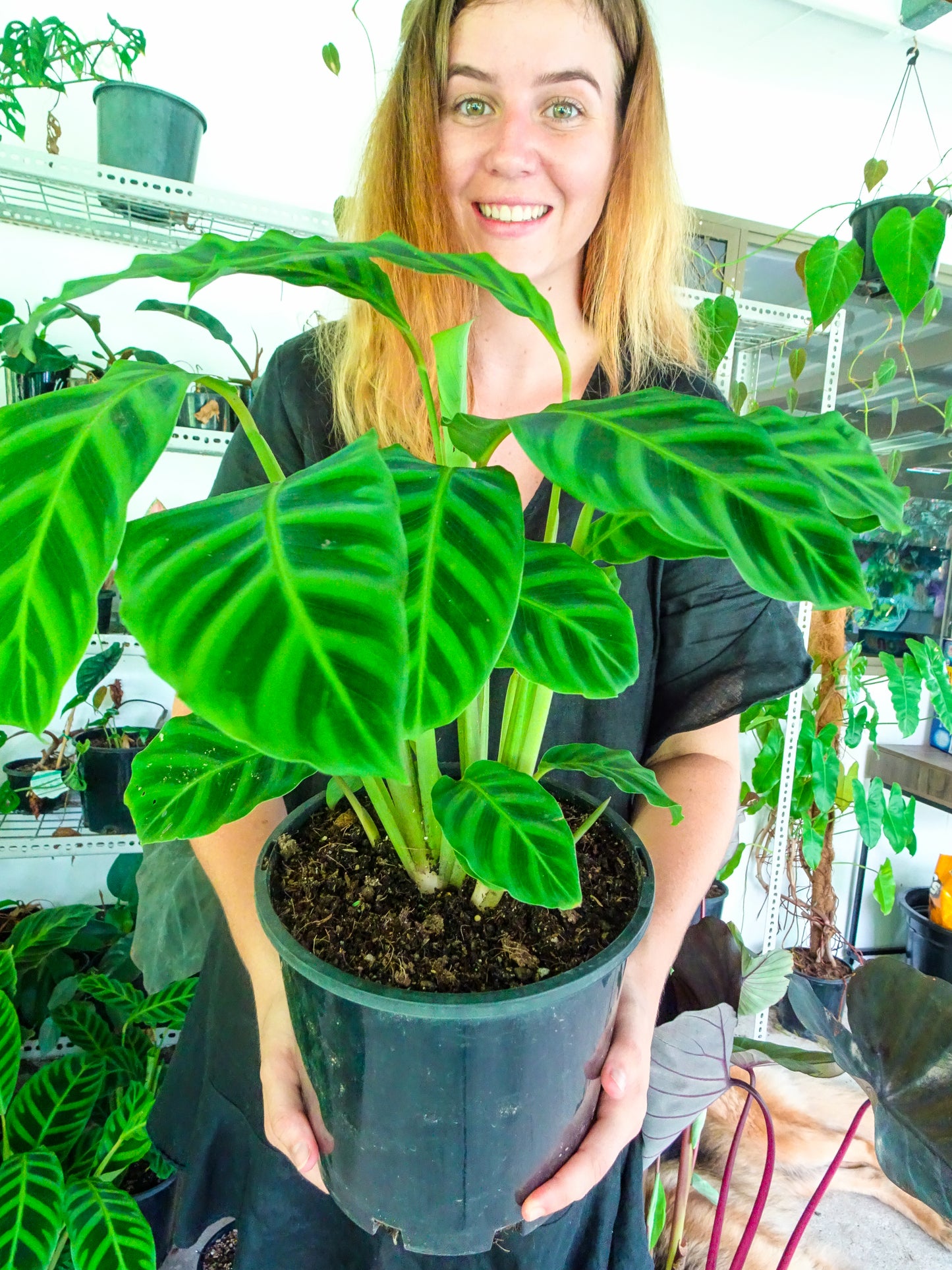 Calathea Zebrina