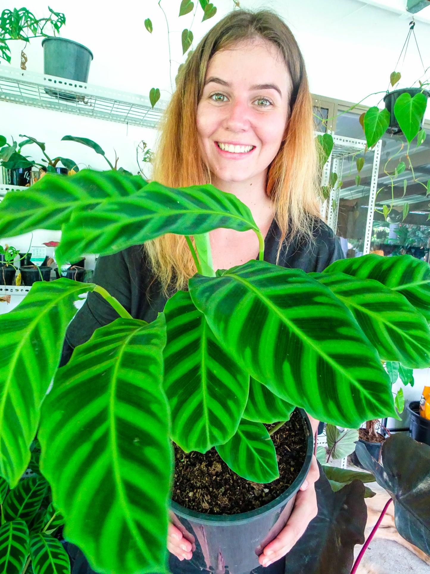 Calathea Zebrina