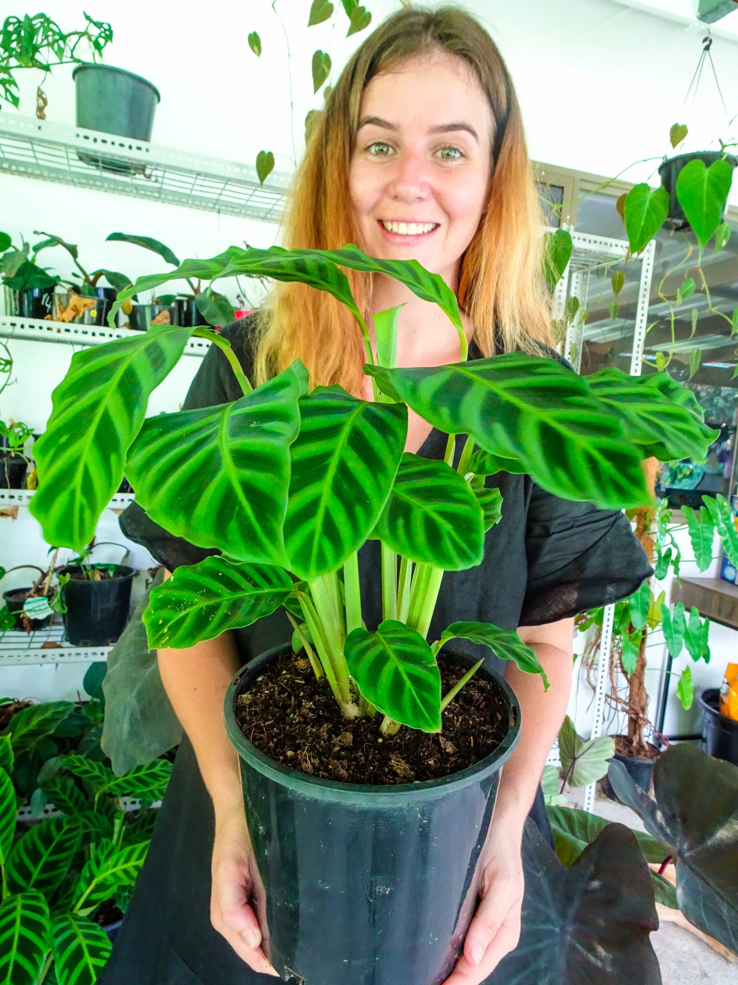 Calathea Zebrina