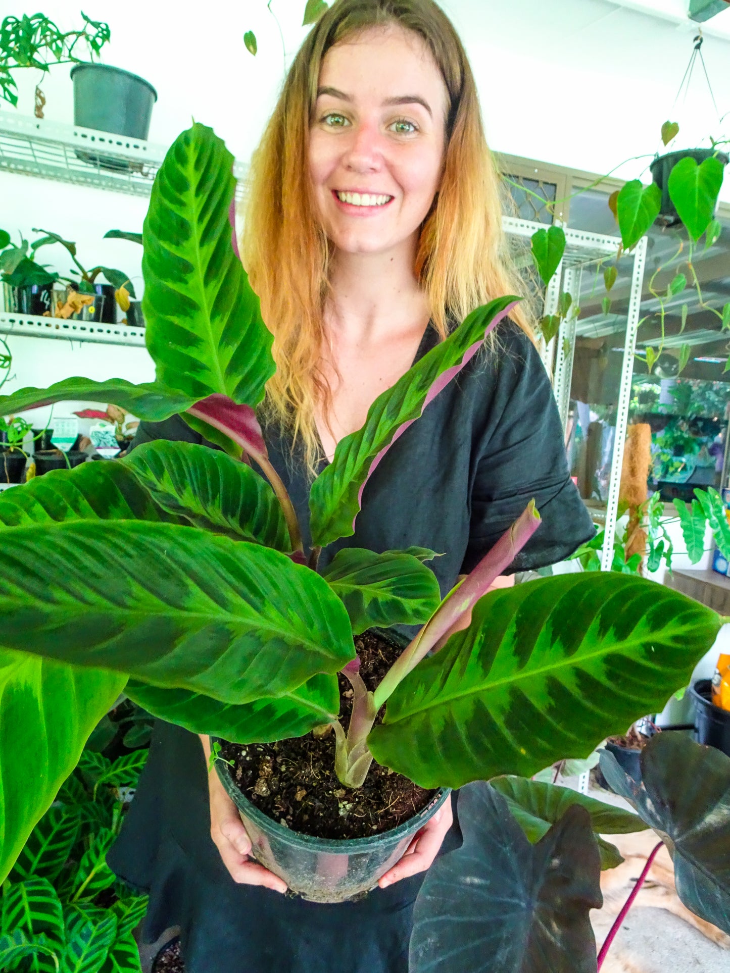 Calathea Warscewizcii