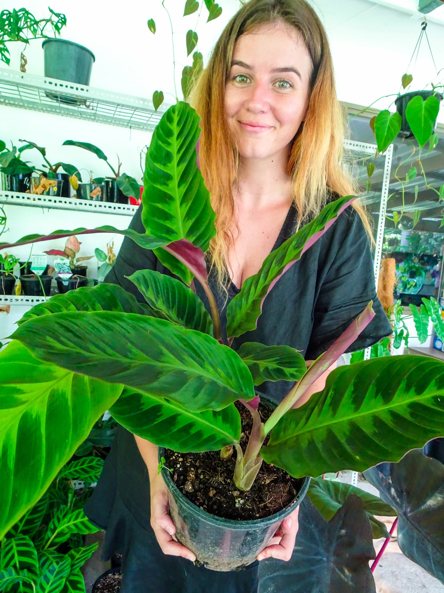 Calathea Warscewizcii