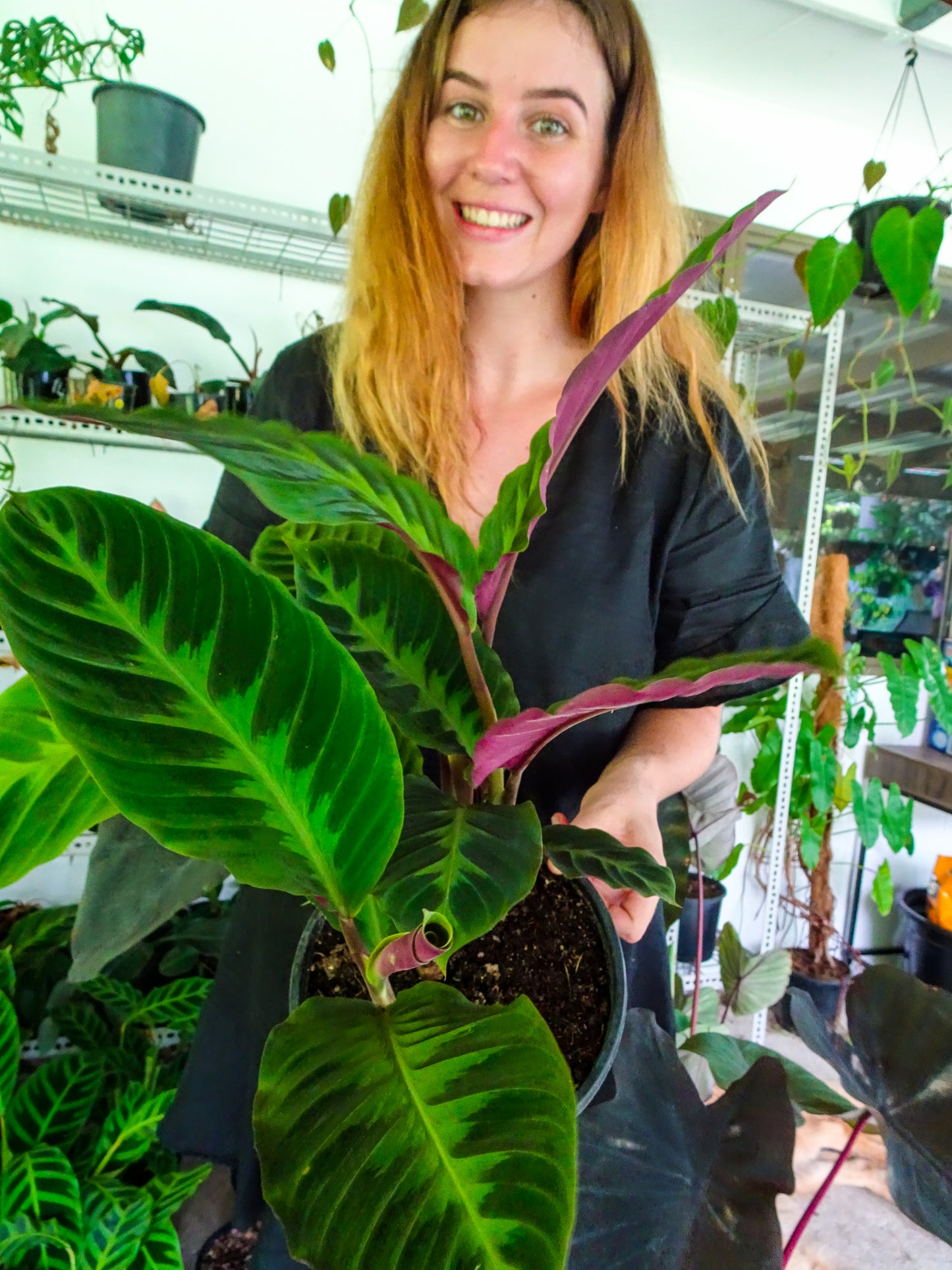 Calathea Warscewizcii
