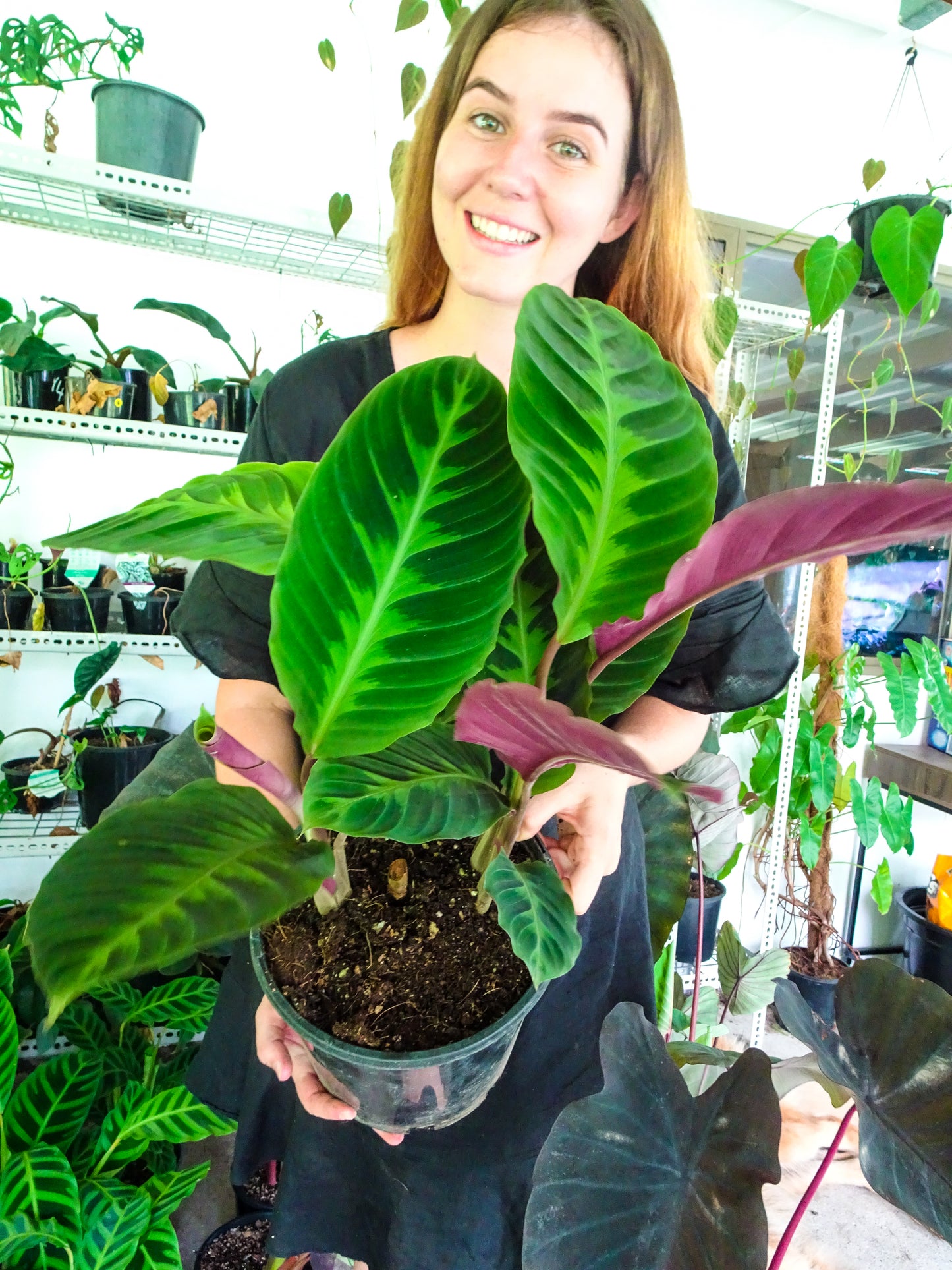 Calathea Warscewizcii