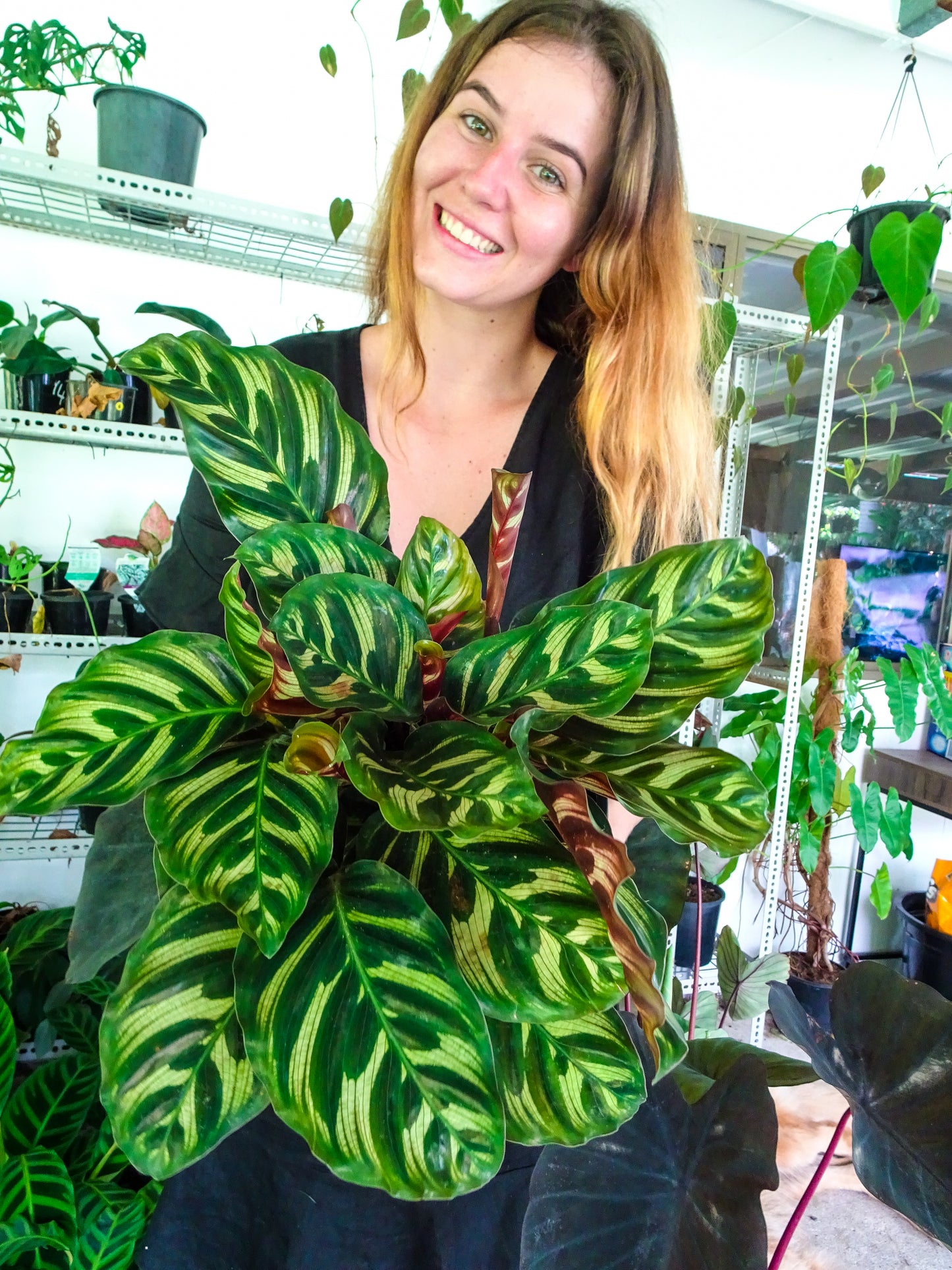 Calathea Makoyana