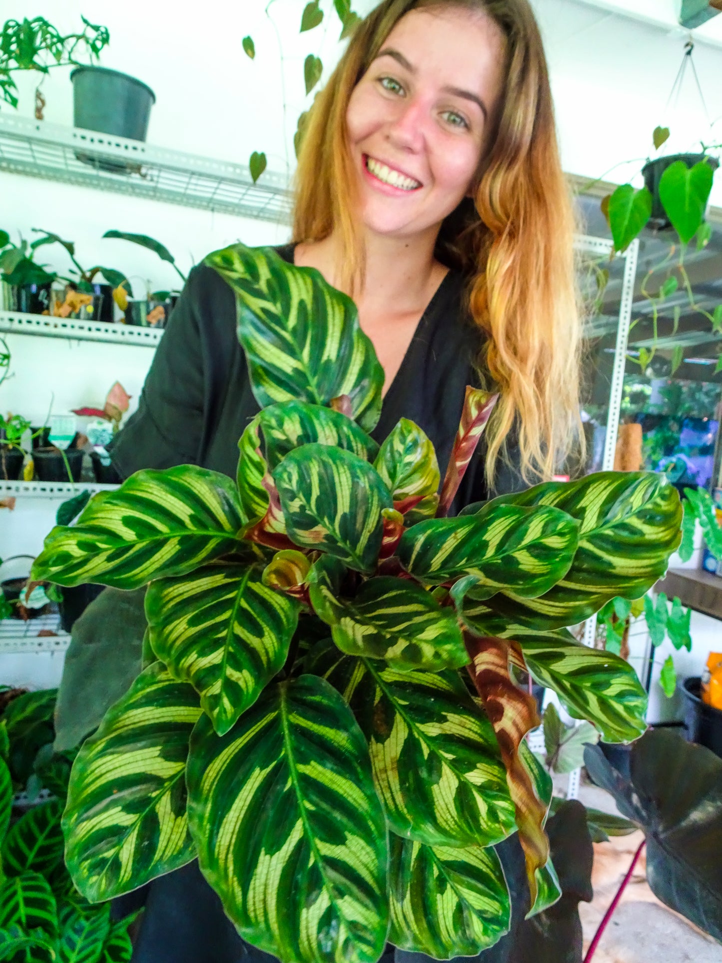 Calathea Makoyana