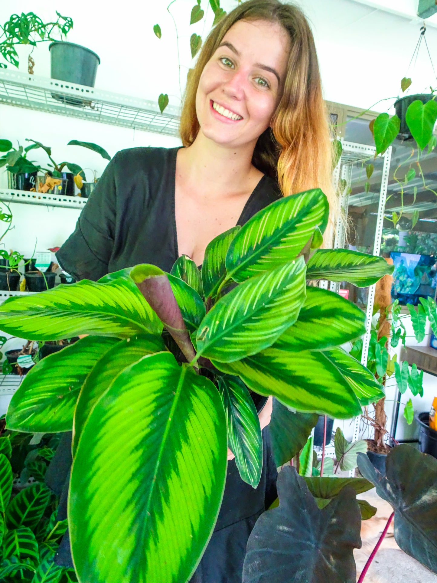 Calathea Beauty Star