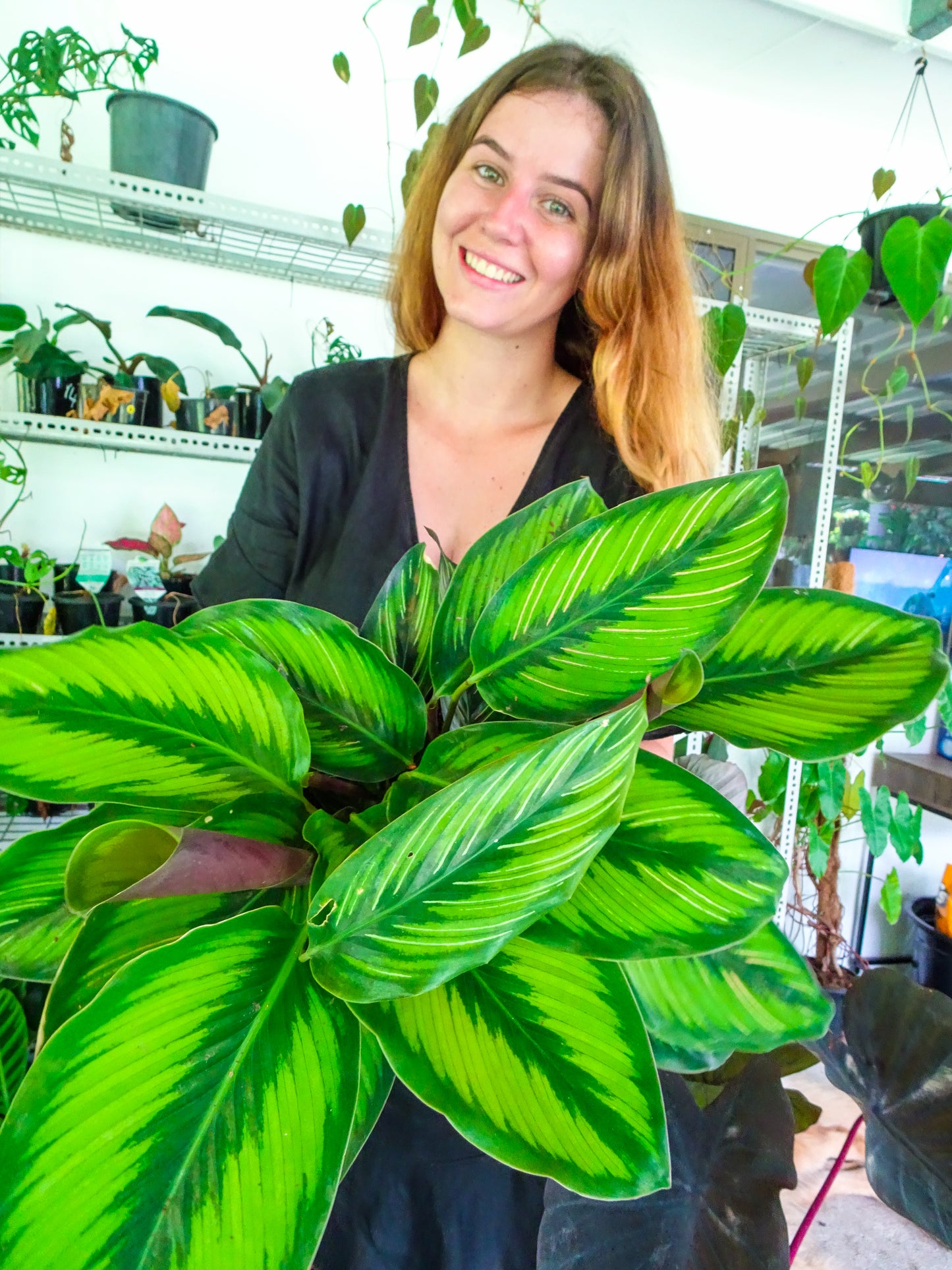 Calathea Beauty Star
