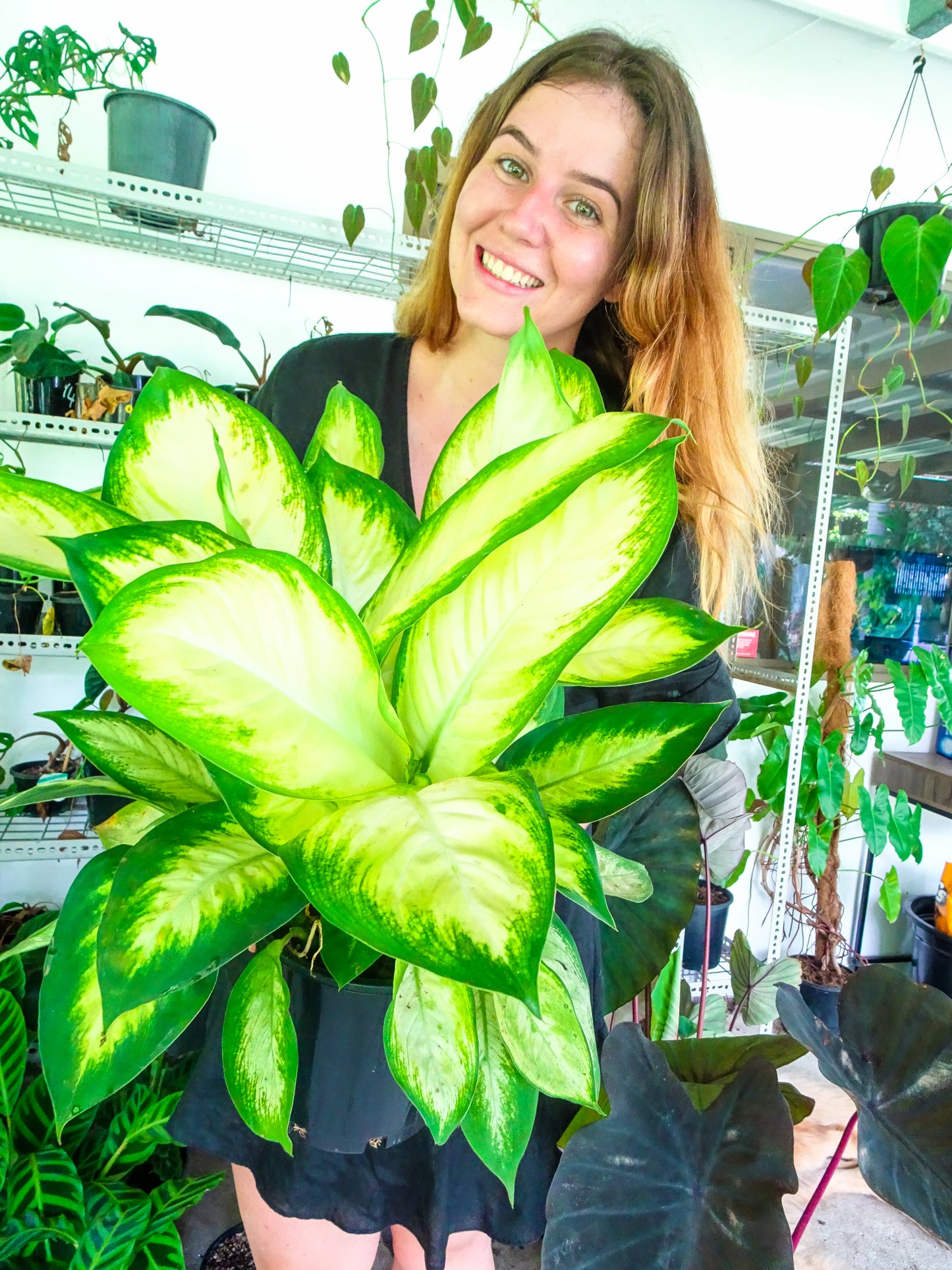 Dieffenbachia Tropic Marianne