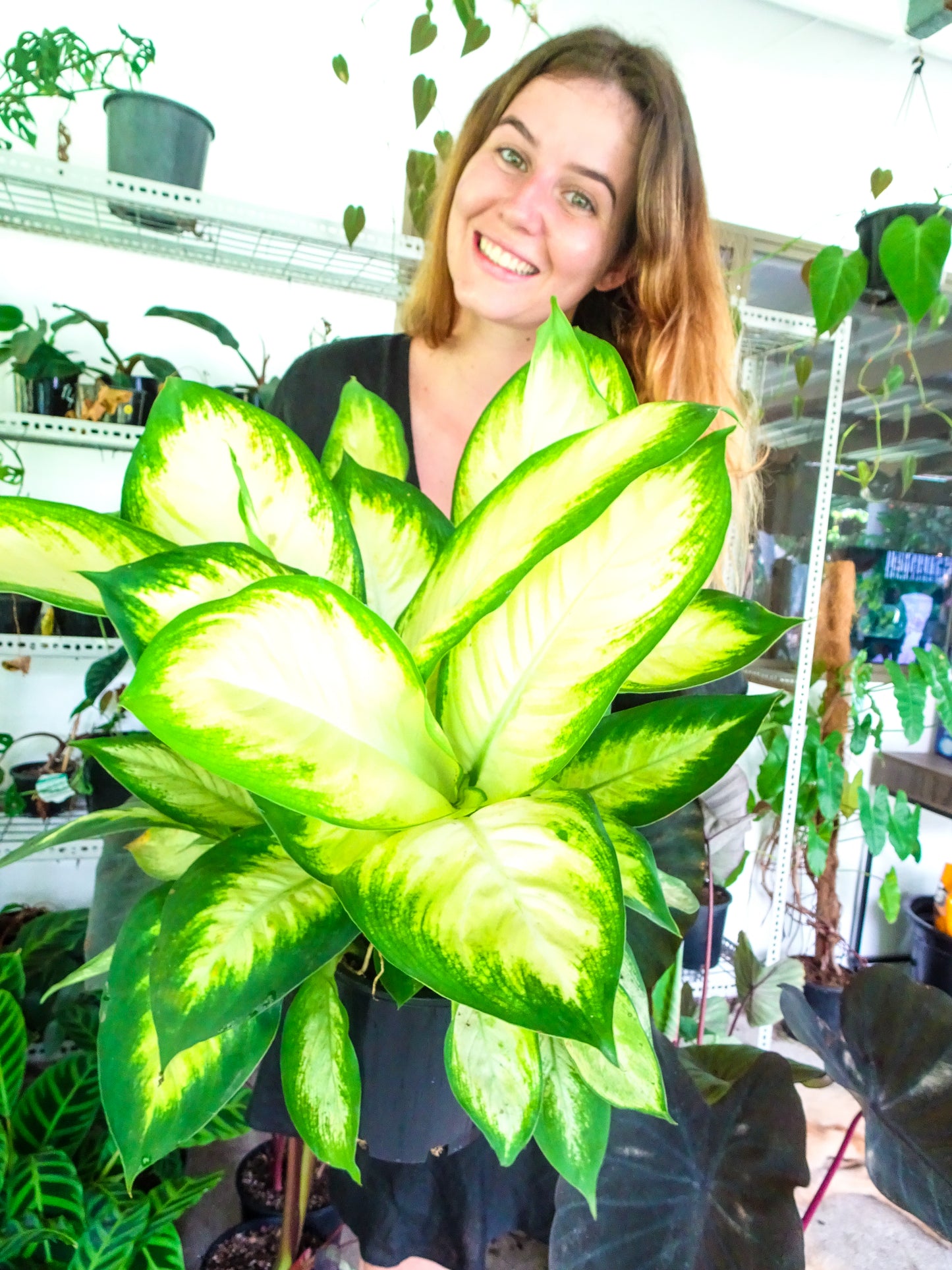 Dieffenbachia Tropic Marianne