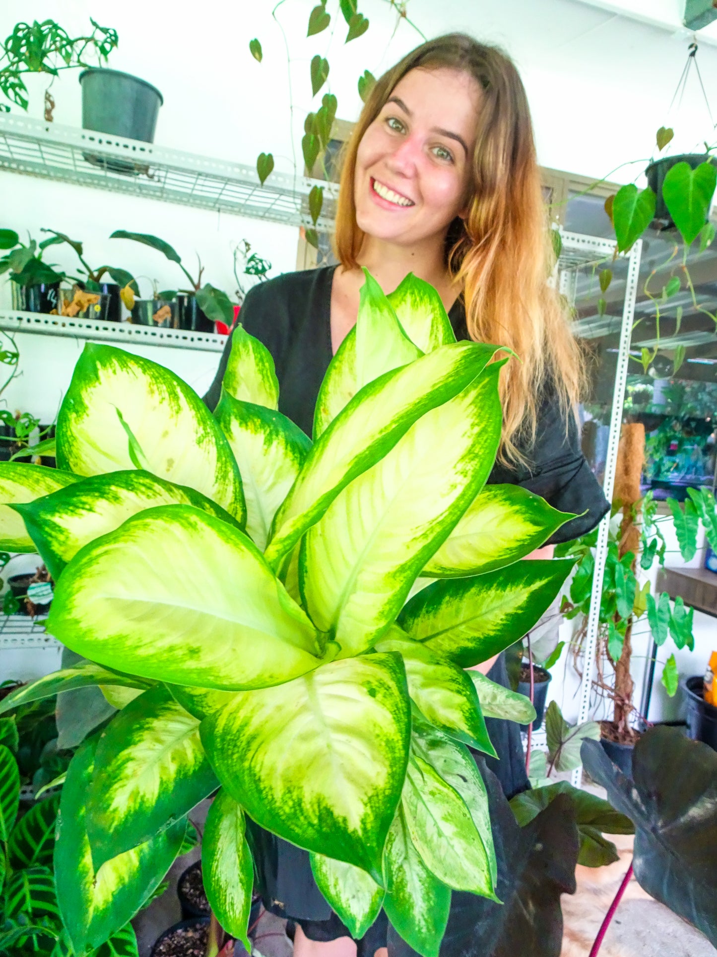 Dieffenbachia Tropic Marianne