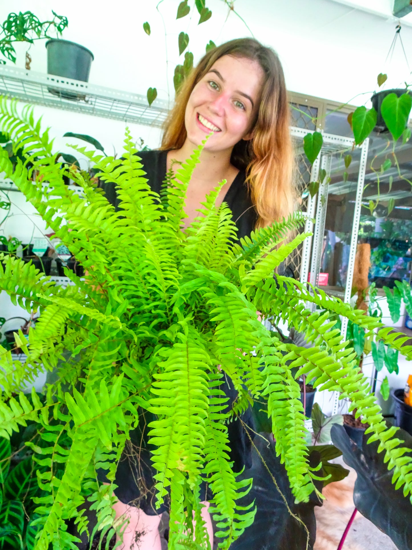 Boston Fern