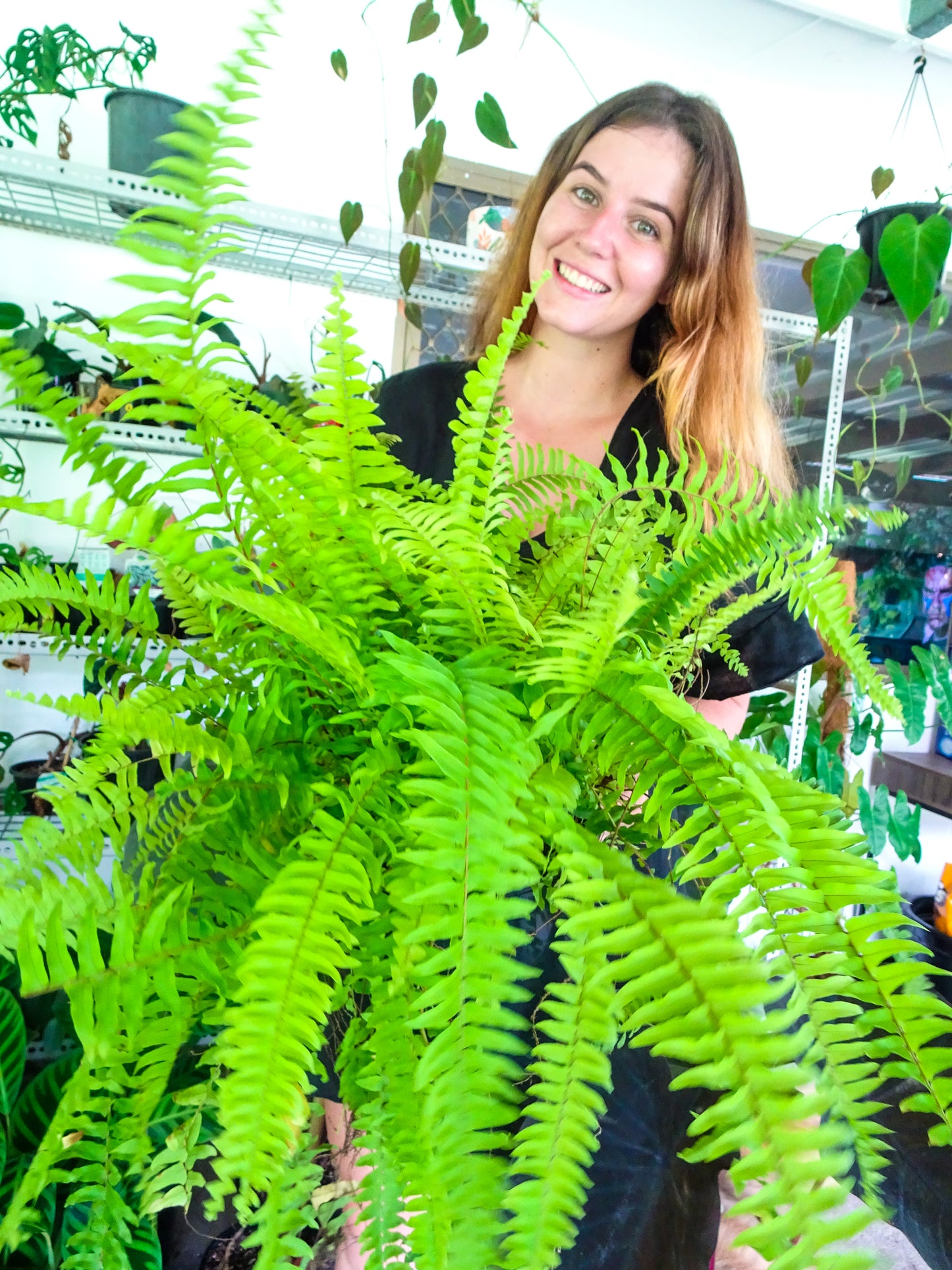 Boston Fern
