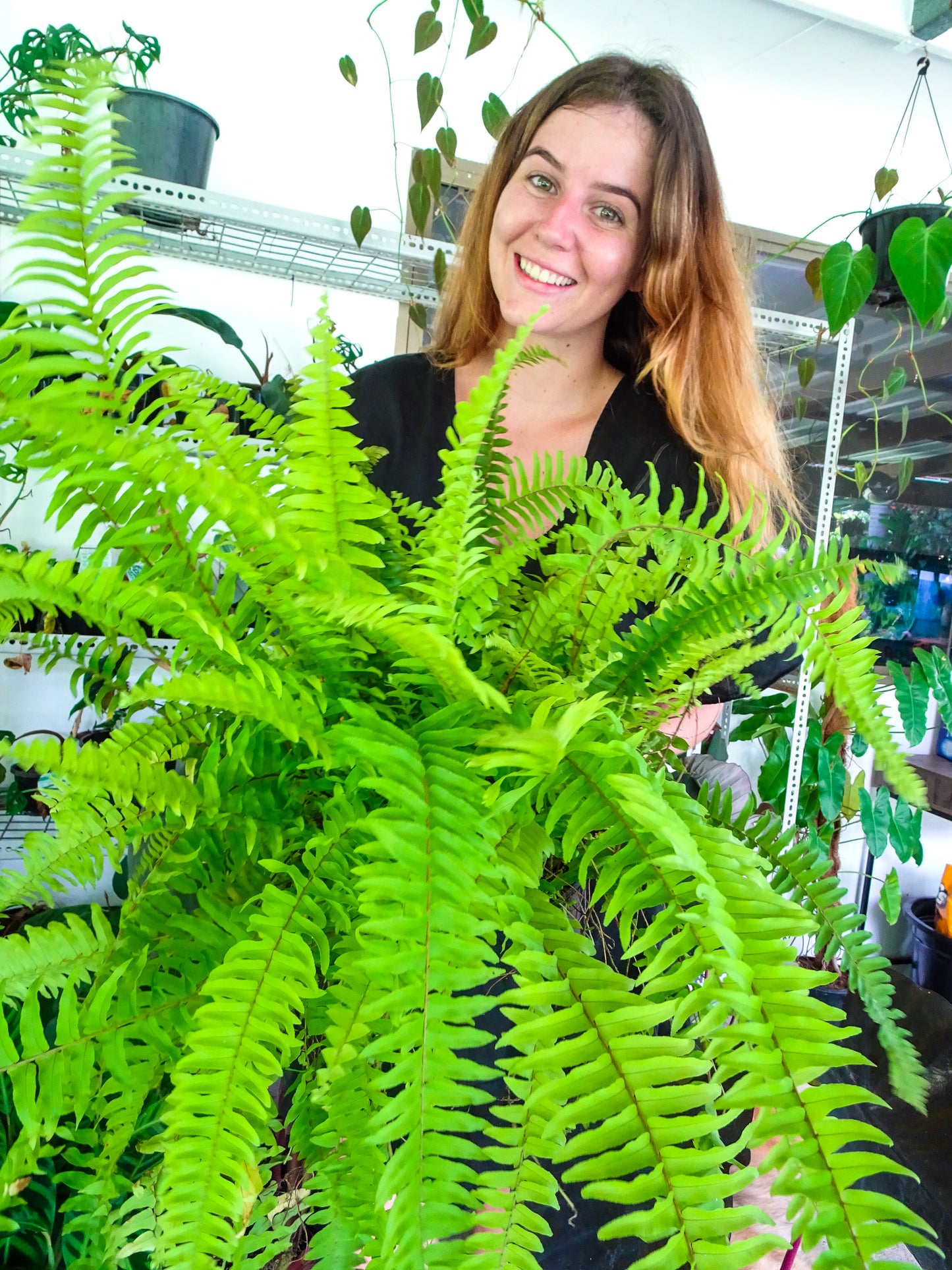 Boston Fern
