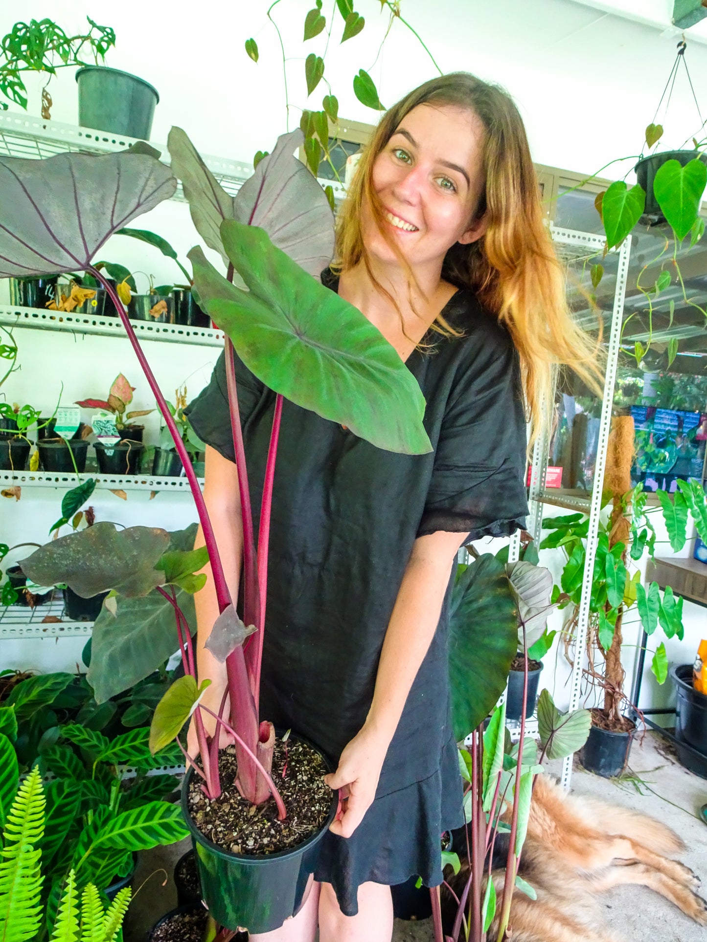 Colocasia Black Magic