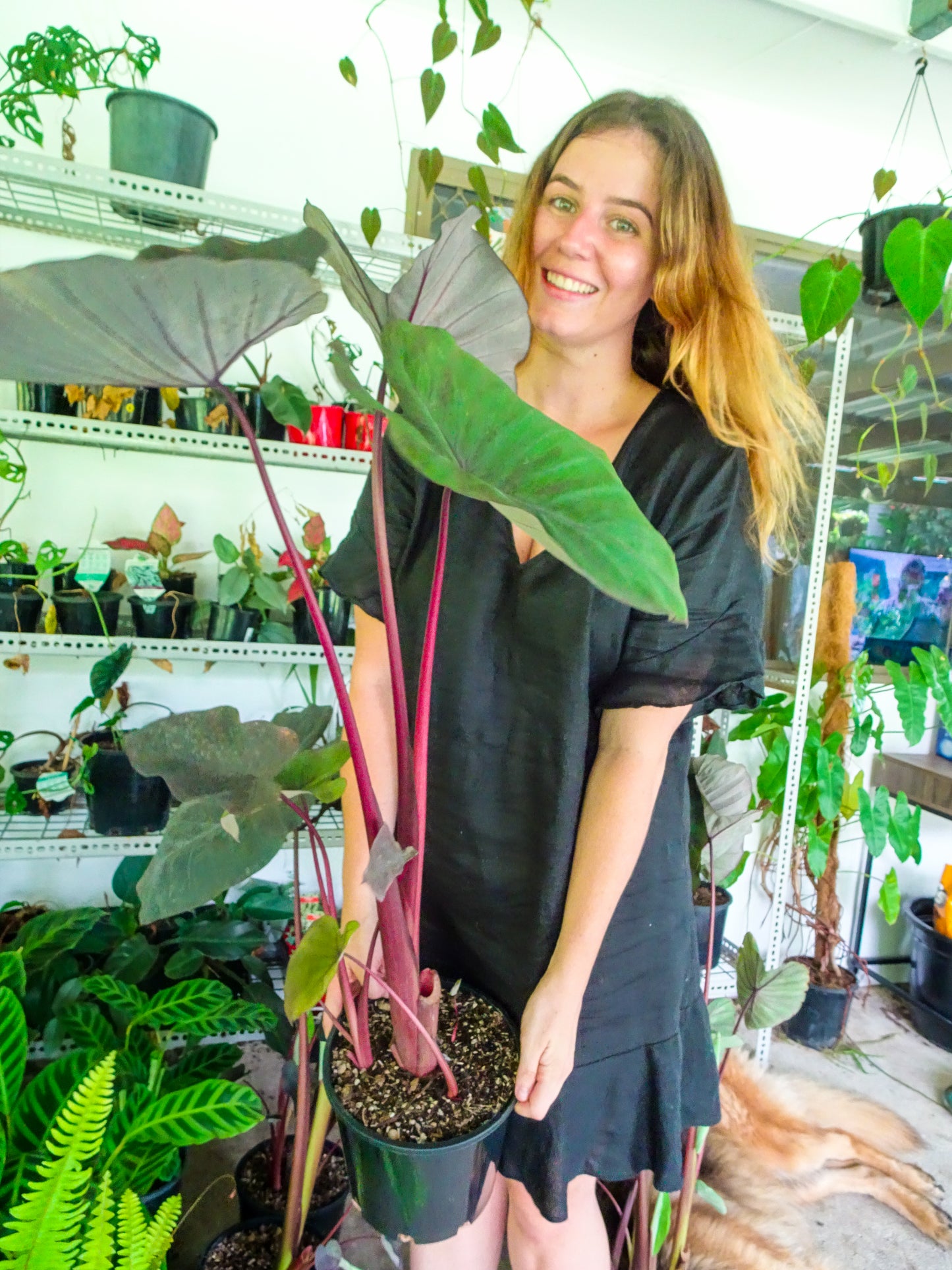 Colocasia Black Magic