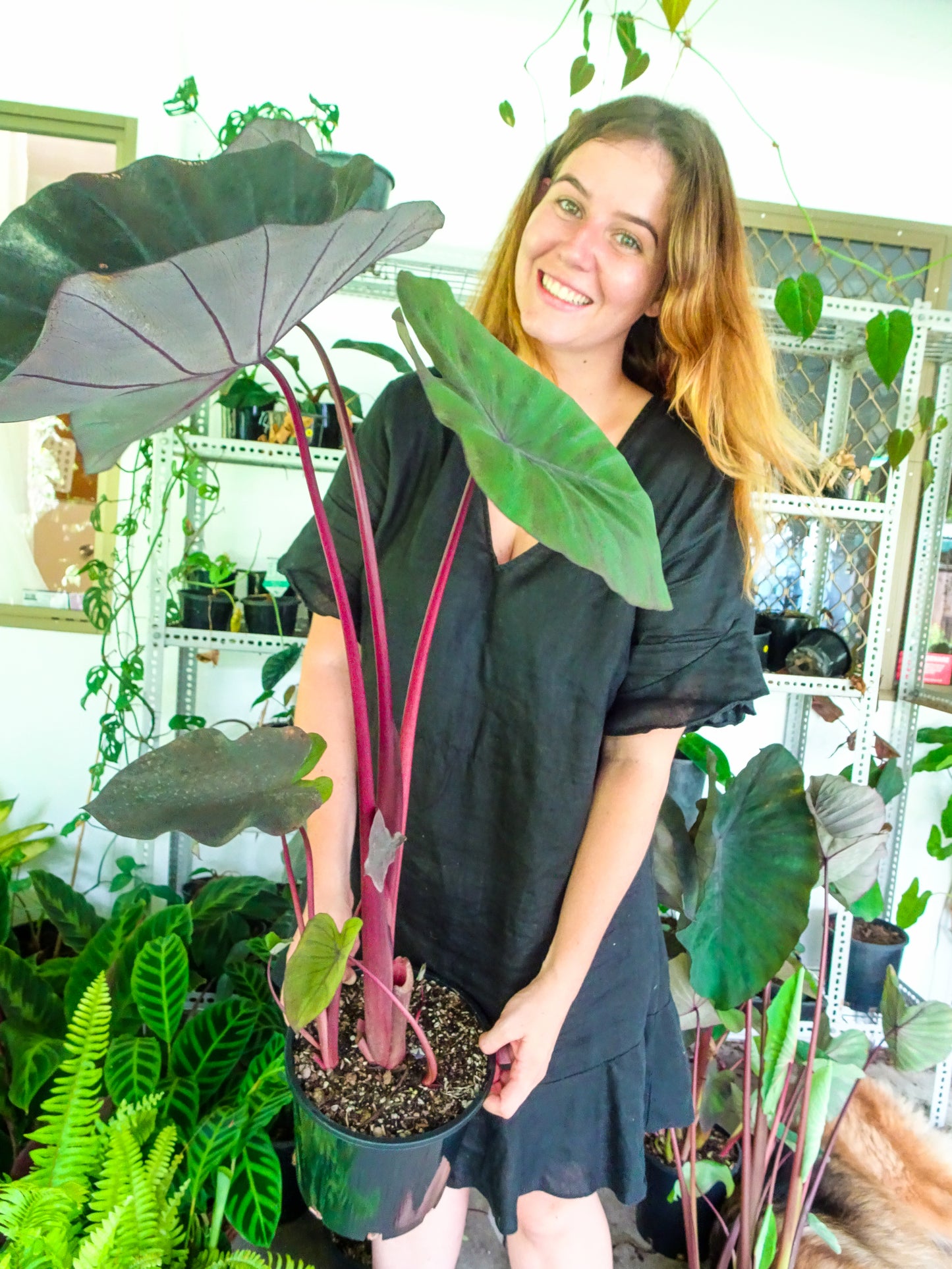Colocasia Black Magic