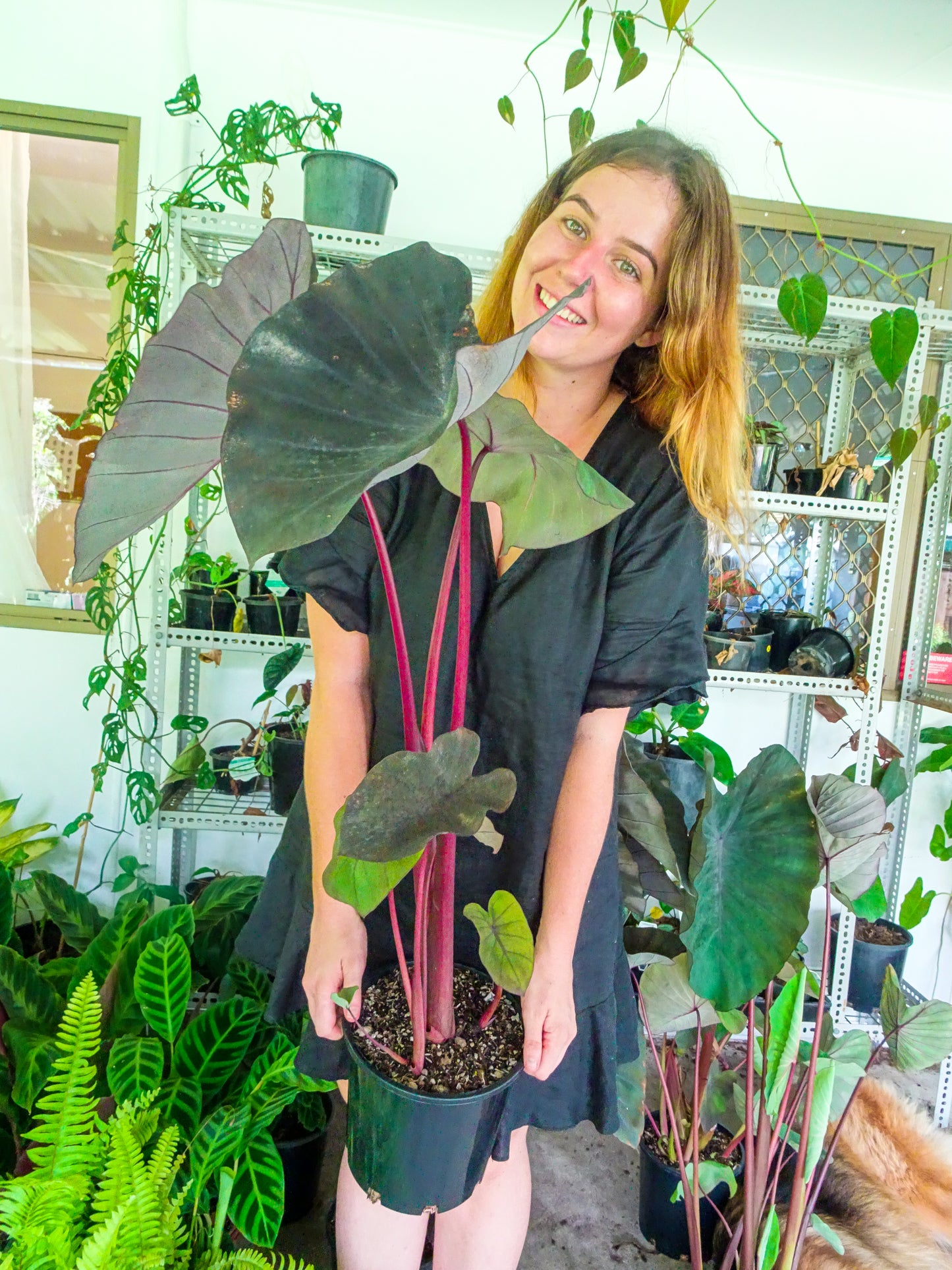 Colocasia Black Magic