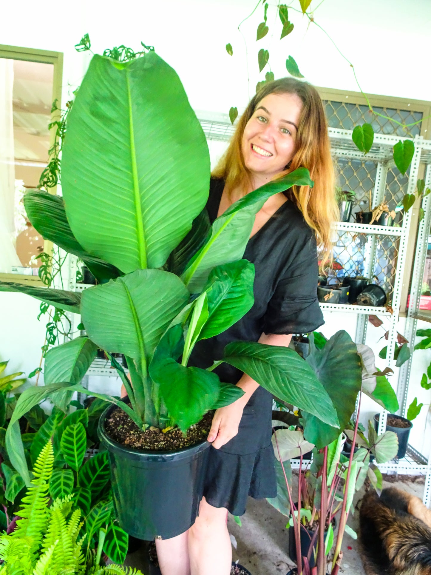 Giant Spath Sensation