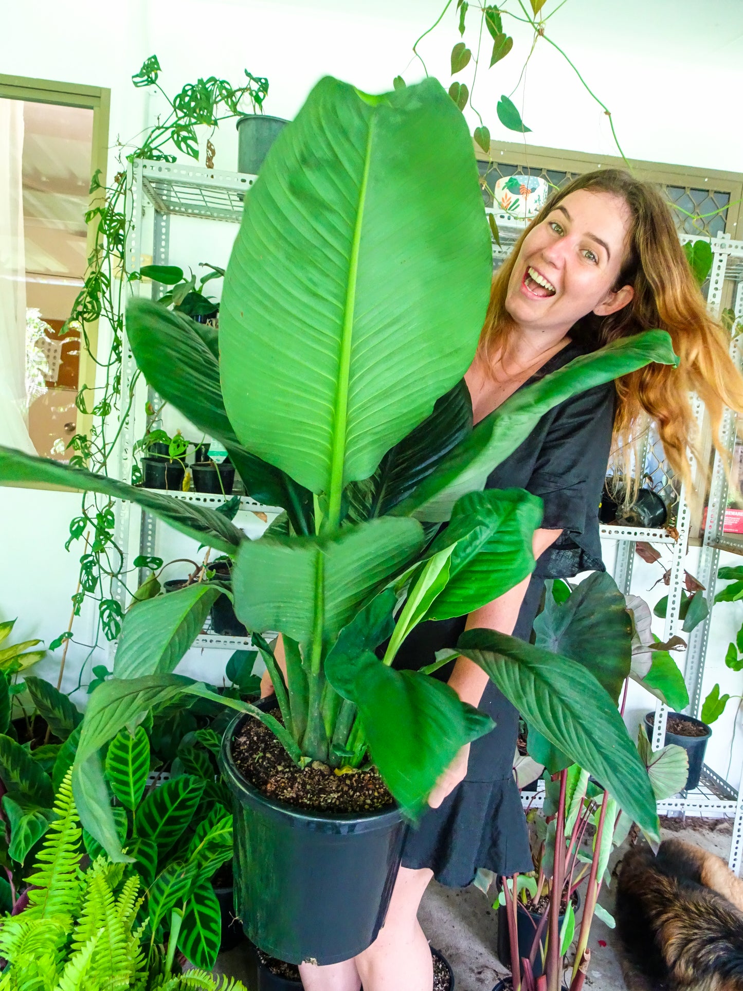 Giant Spath Sensation