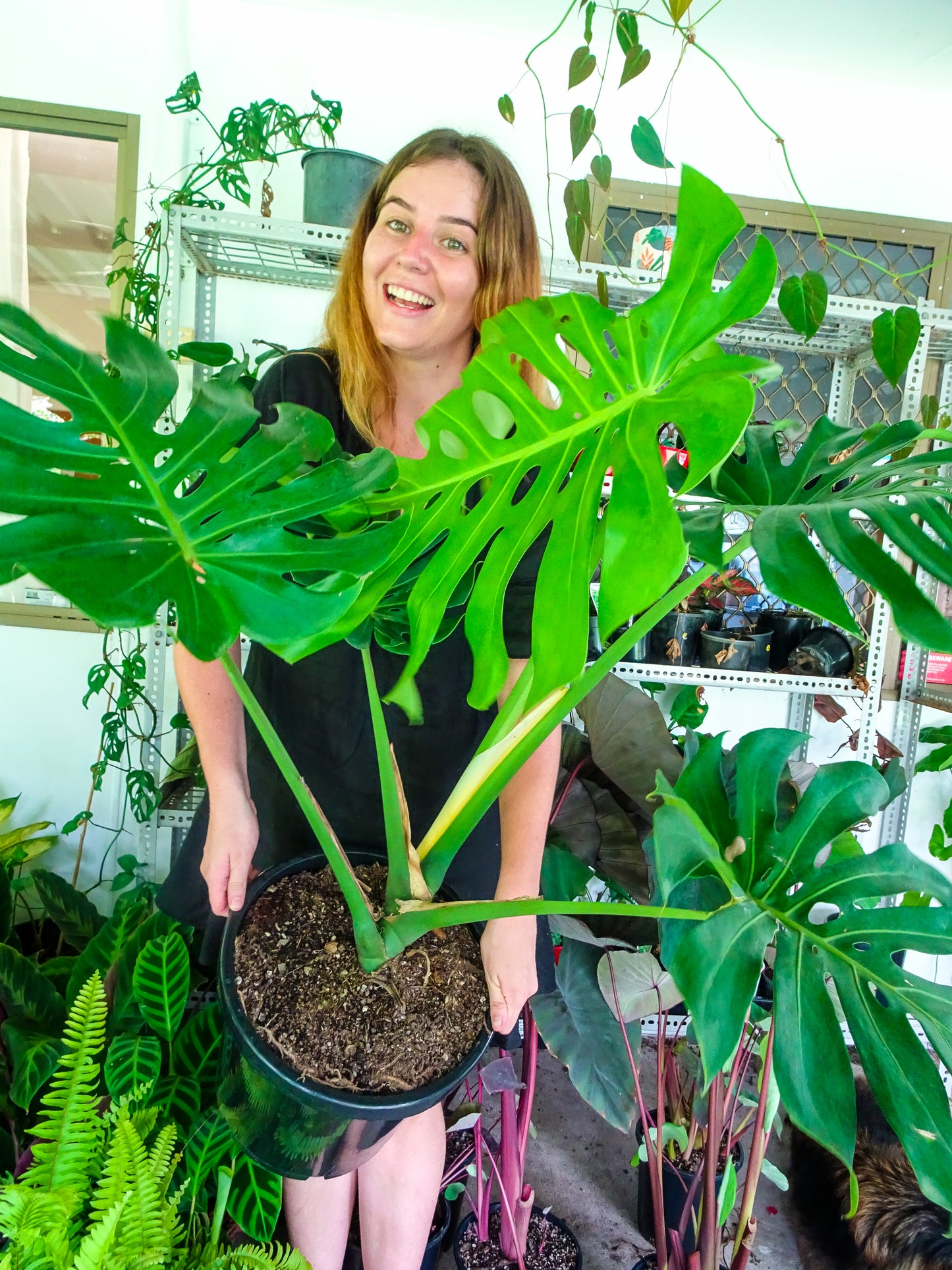 Giant Monstera Deliciosa
