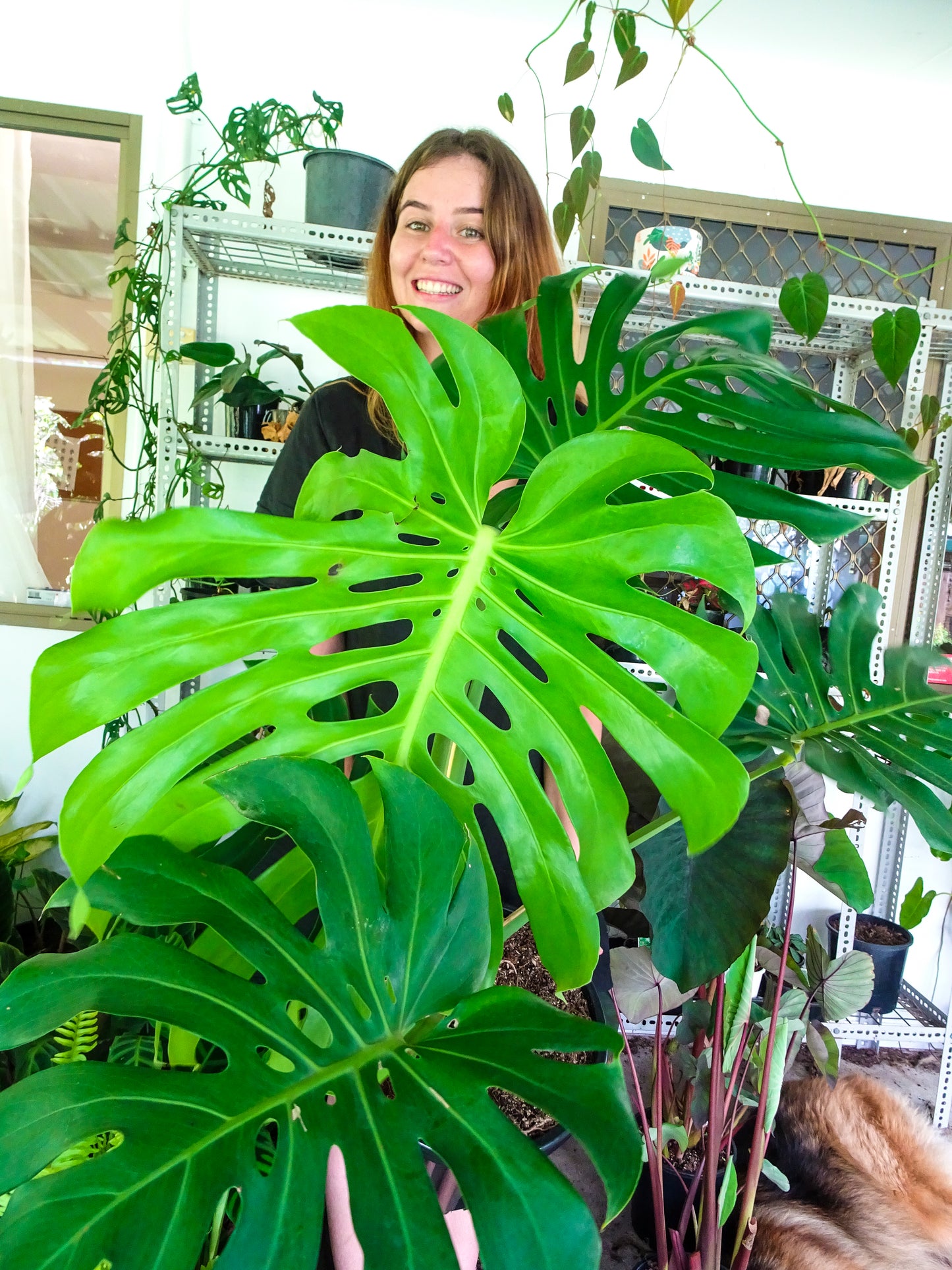 Giant Monstera Deliciosa