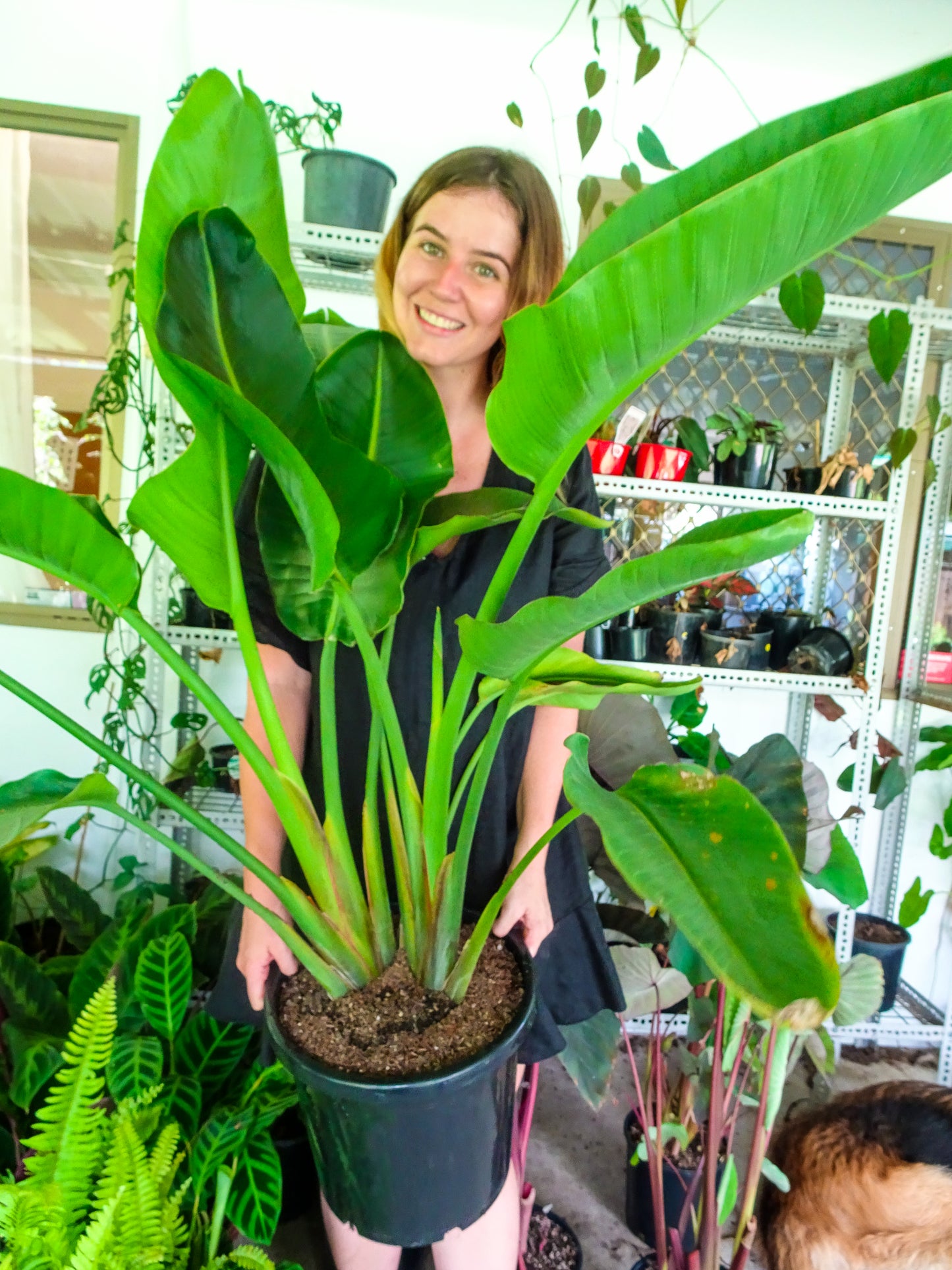 Giant Bird of Paradise