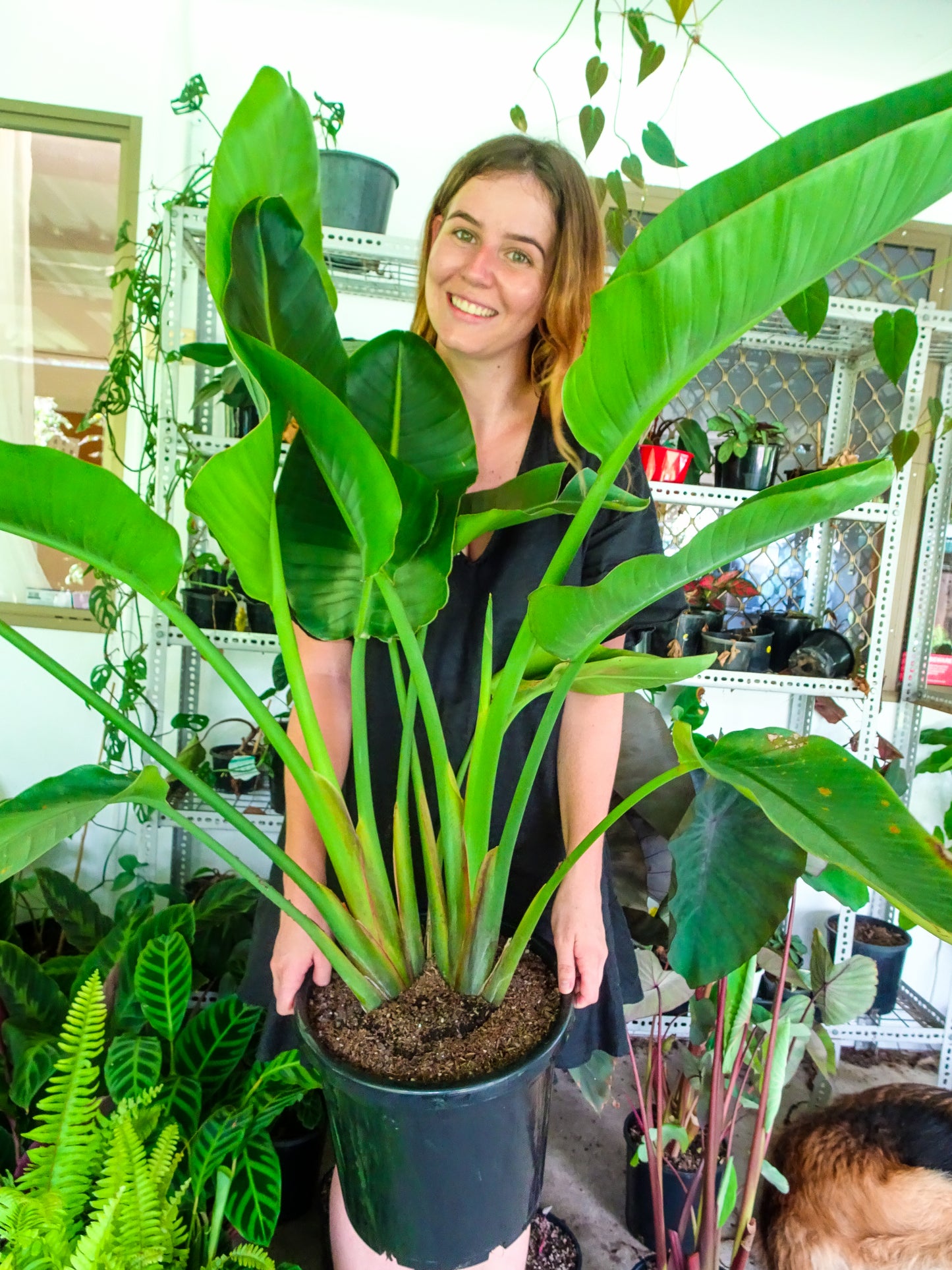 Giant Bird of Paradise