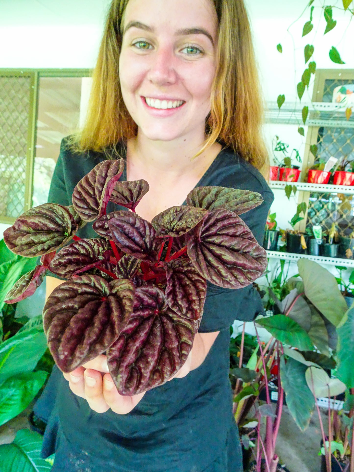 Peperomia Red Ripple
