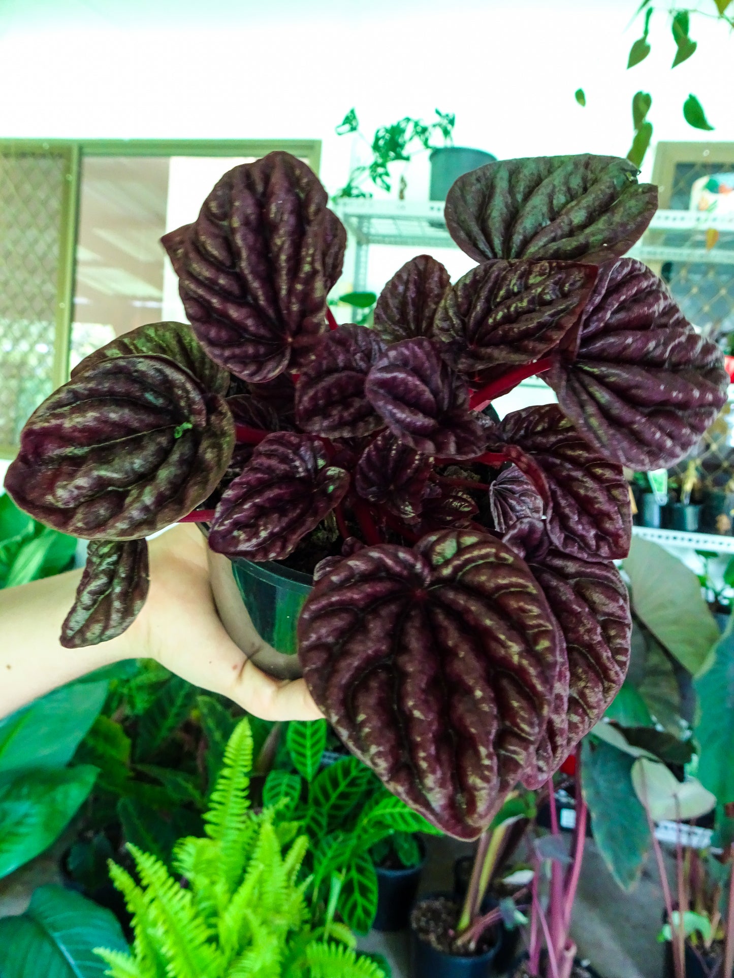 Peperomia Red Ripple