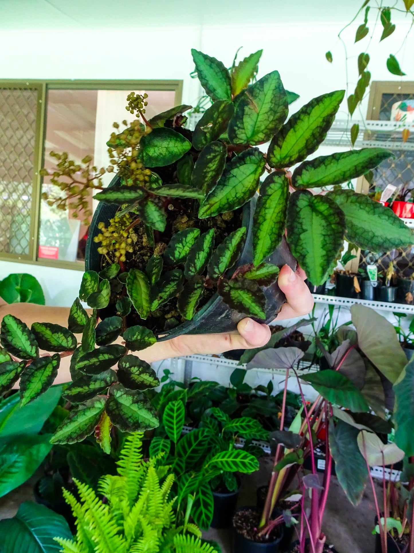 Watermelon Begonia (Pellionia pulchra)