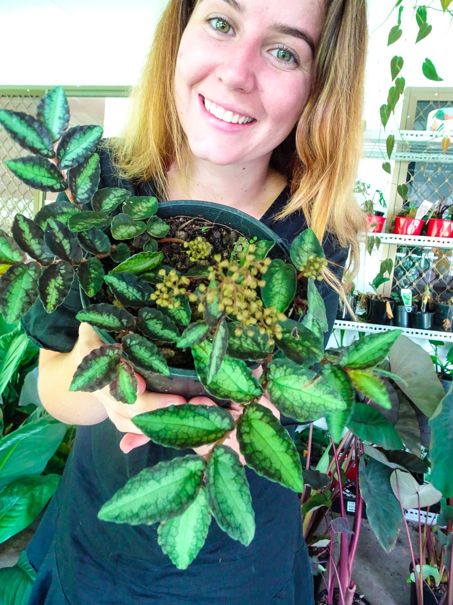 Watermelon Begonia (Pellionia pulchra)